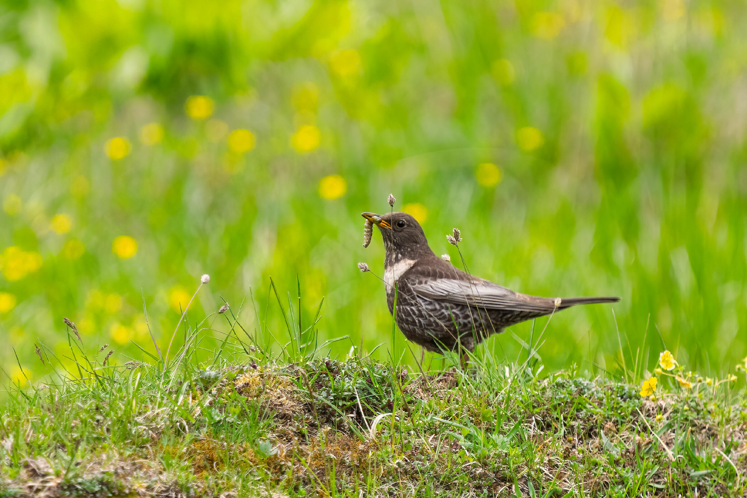 Female-collared blackbird with prey