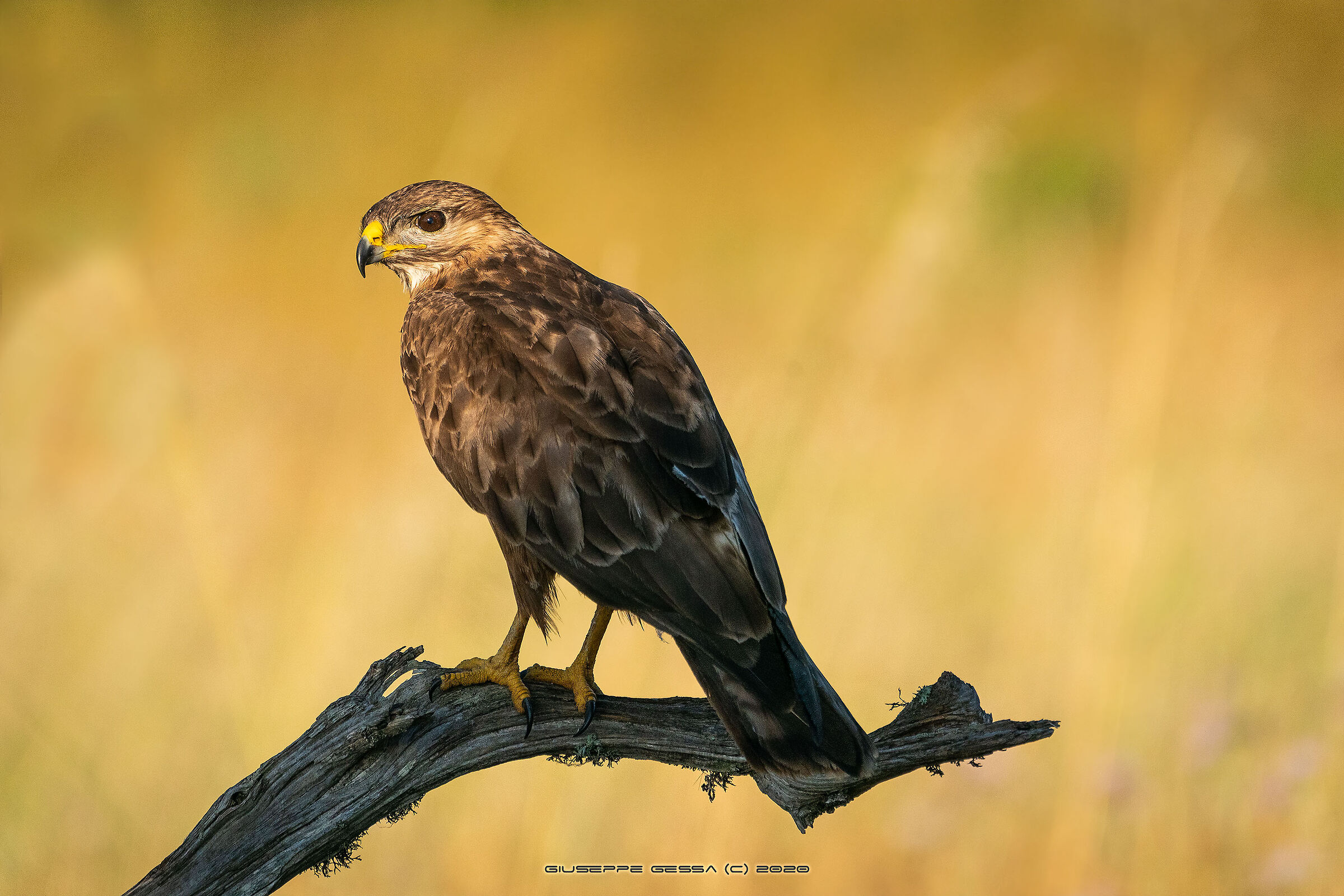 Buzzard