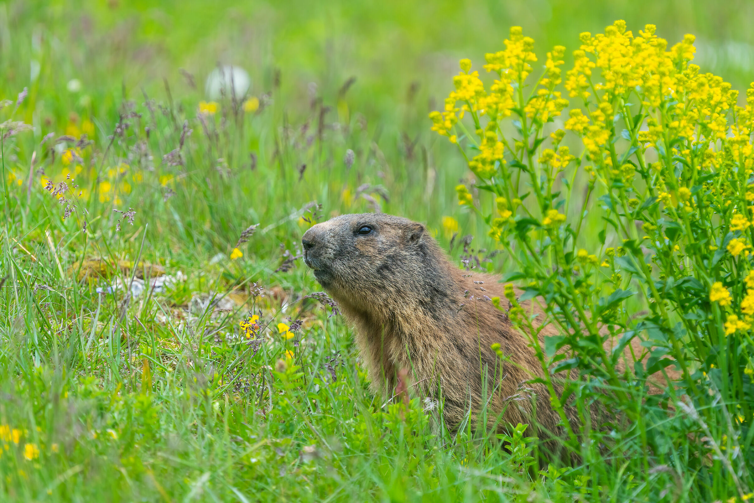 Marmotta fiorita