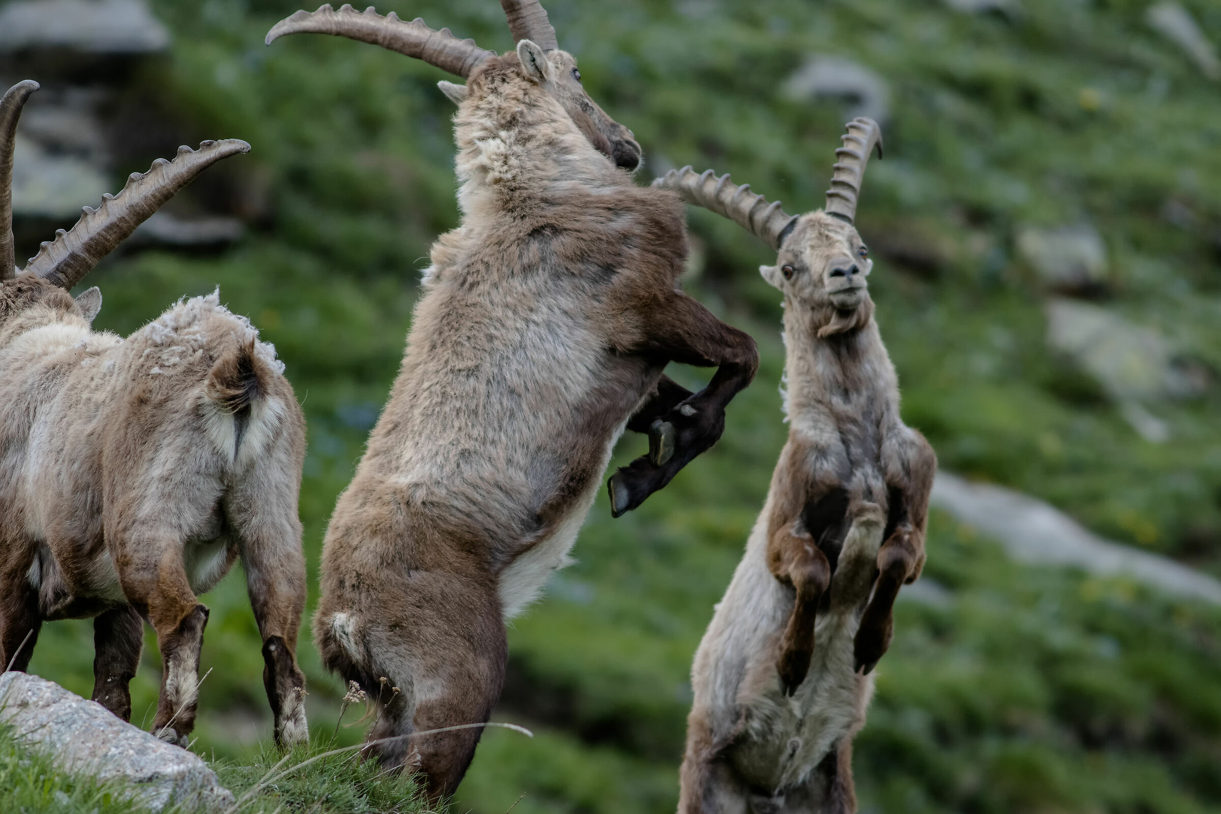 contese di primavera 2