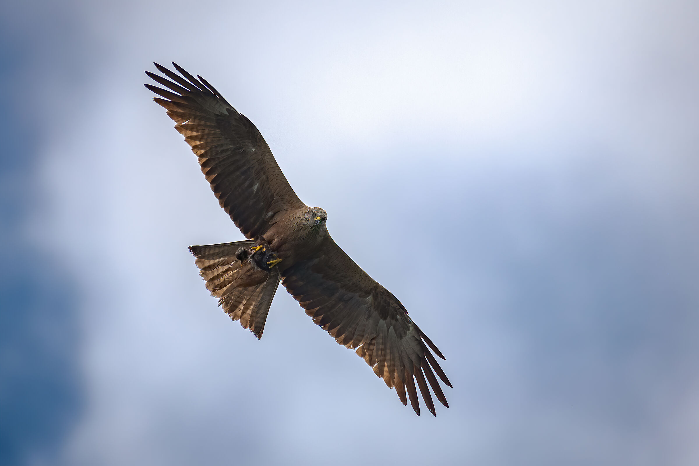Nibbio Bruno con preda