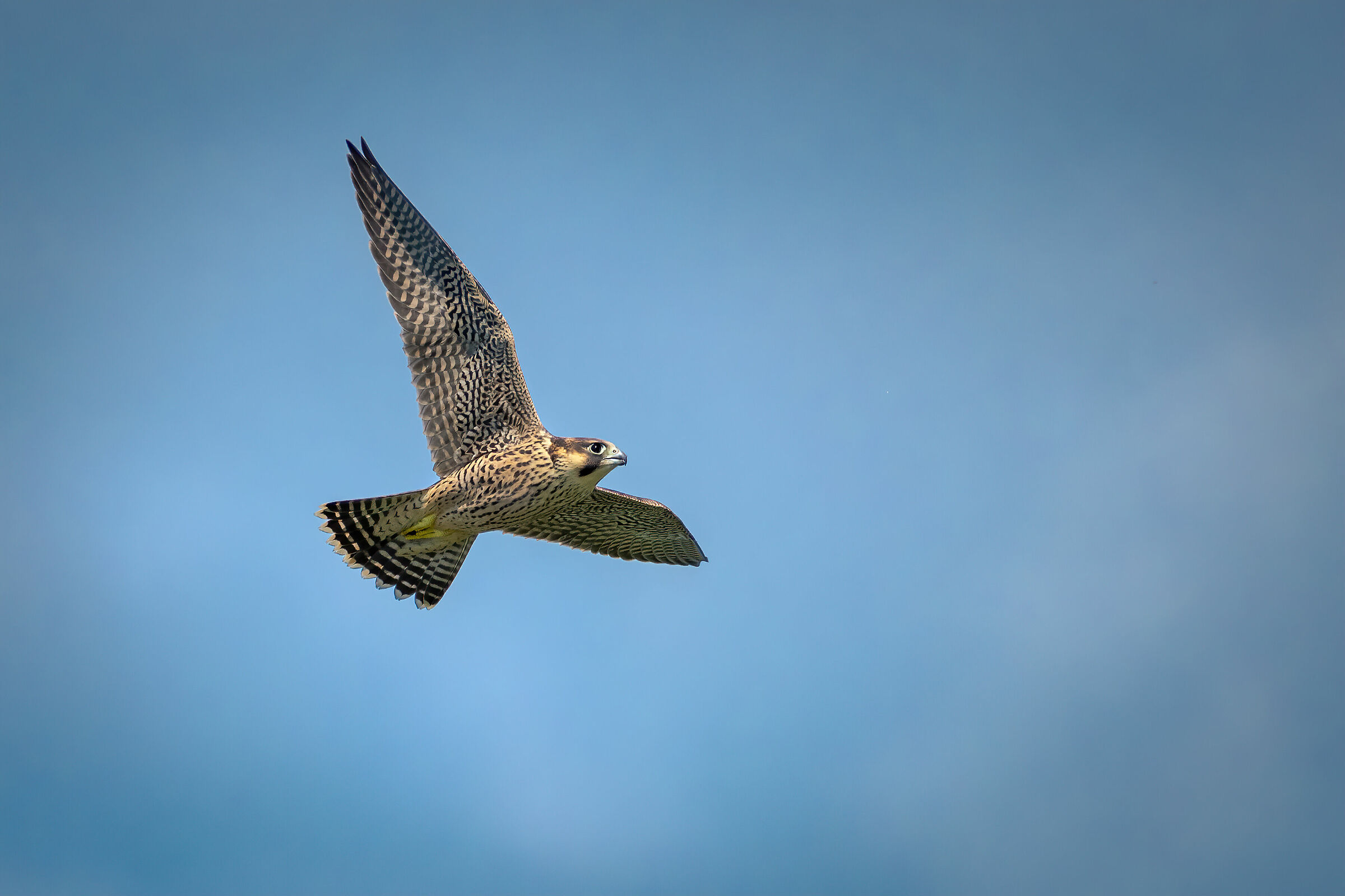 Giovane Falco Pellegrino