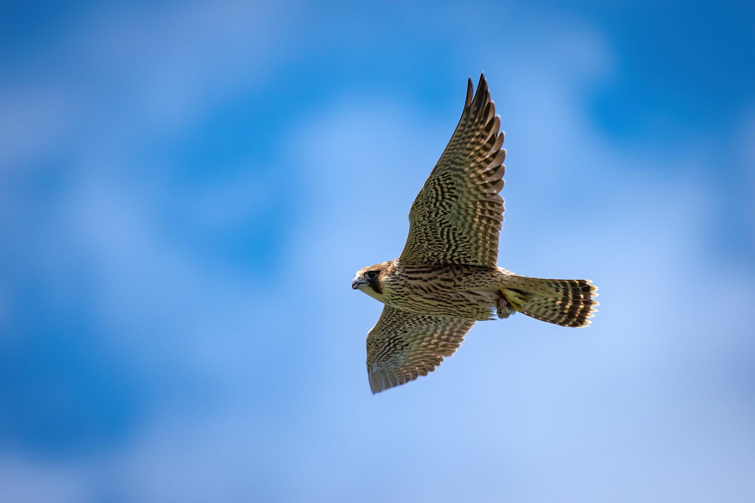 Giovane Falco Pellegrino con preda