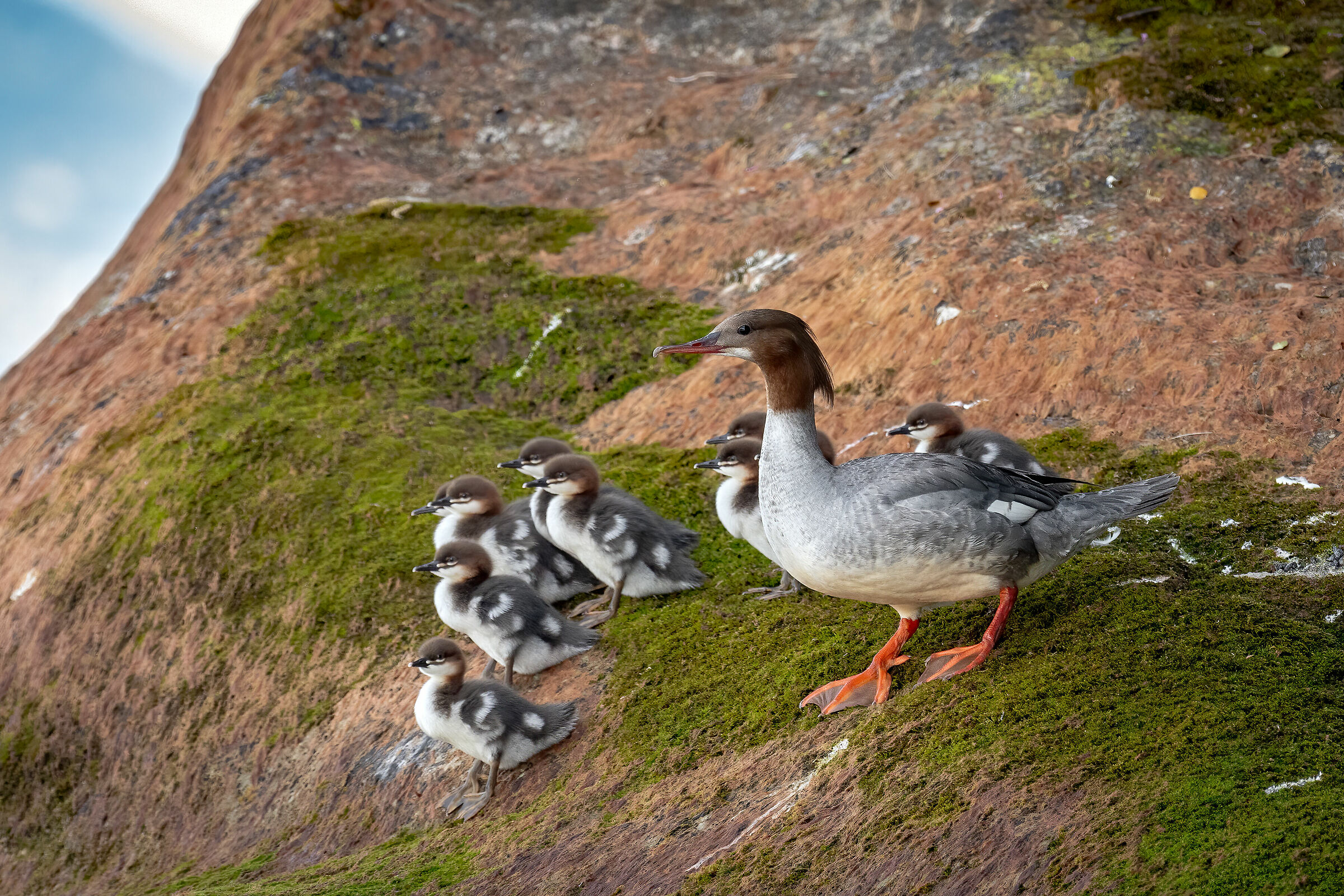 Mamma smergo e i suoi pulcin