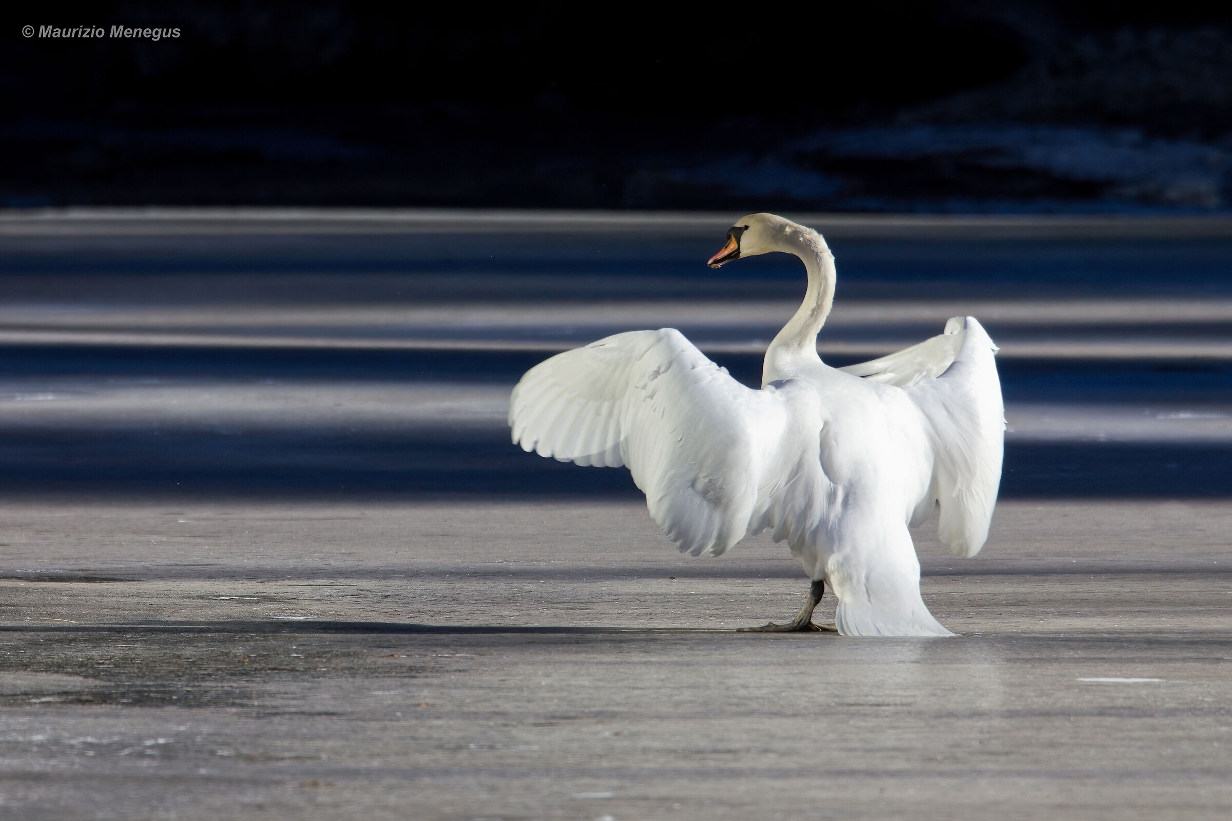 Cigno reale sul lago ghiacciato