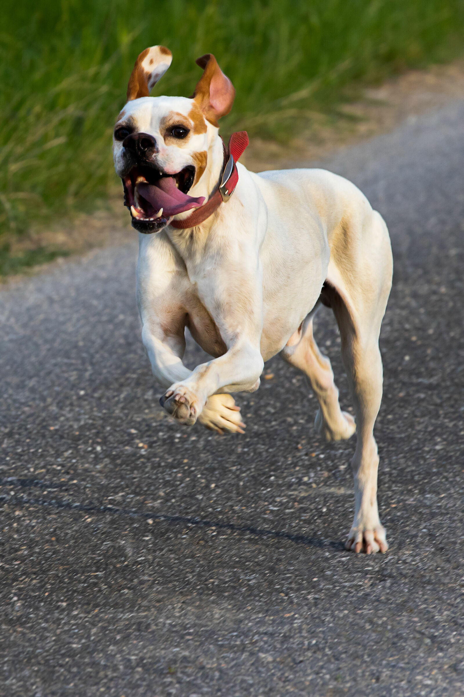 Harley ...di nome e di fatto