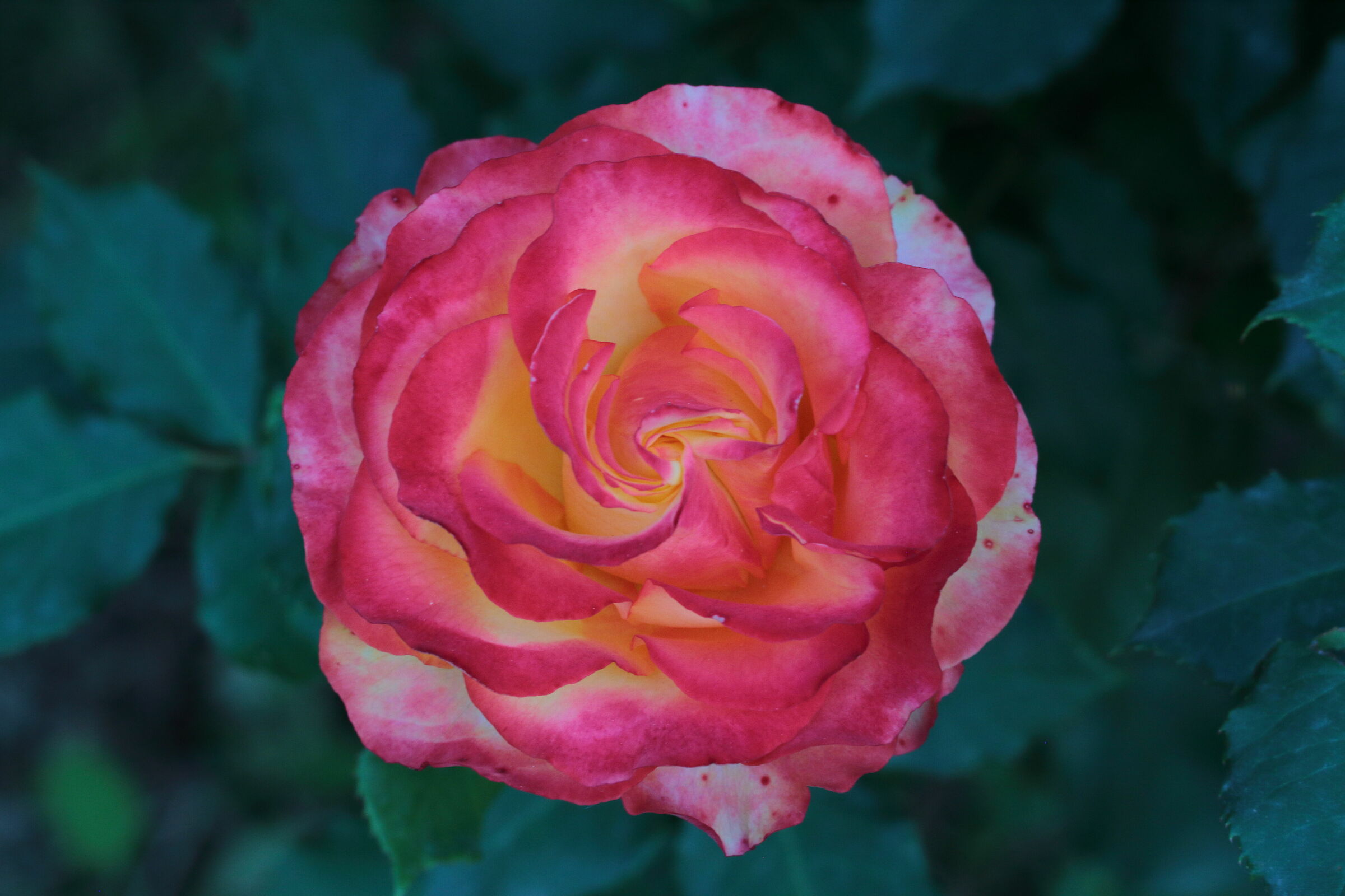 Rosa