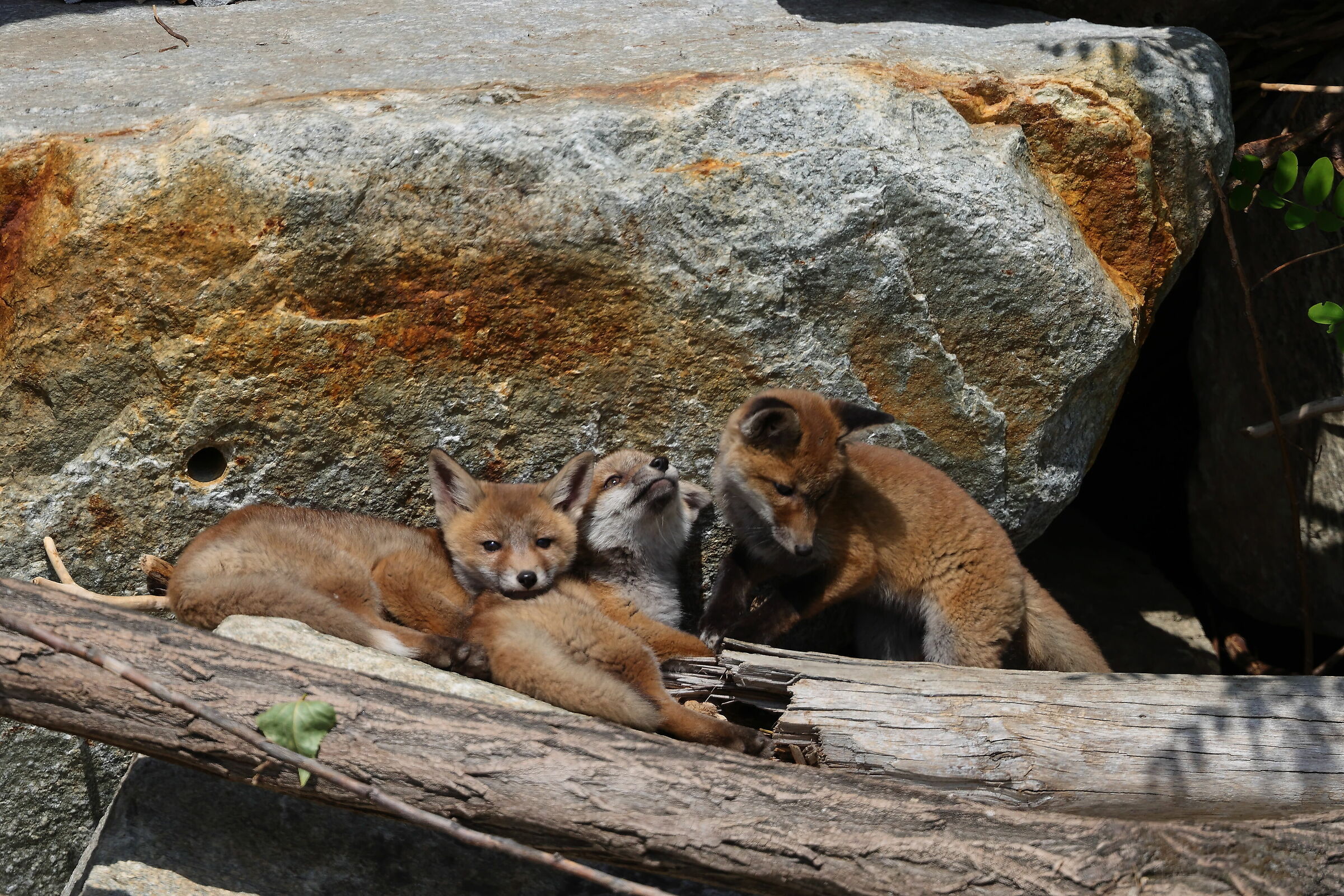 Cuccioli di Volpe (Vulpes vulpes)