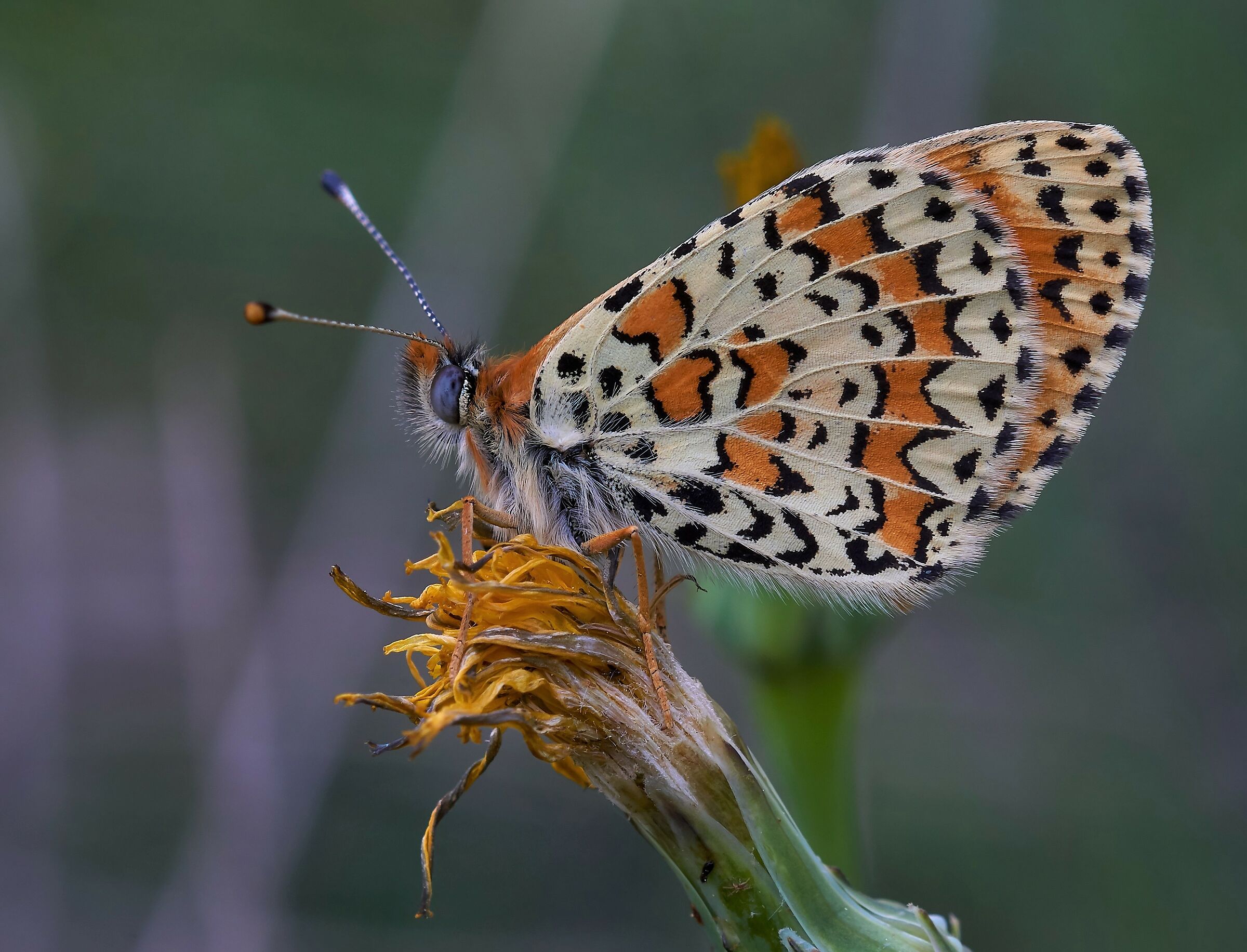Melitaea