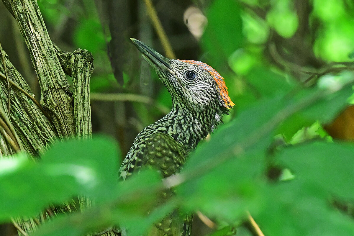 Picchiolino...precoce!