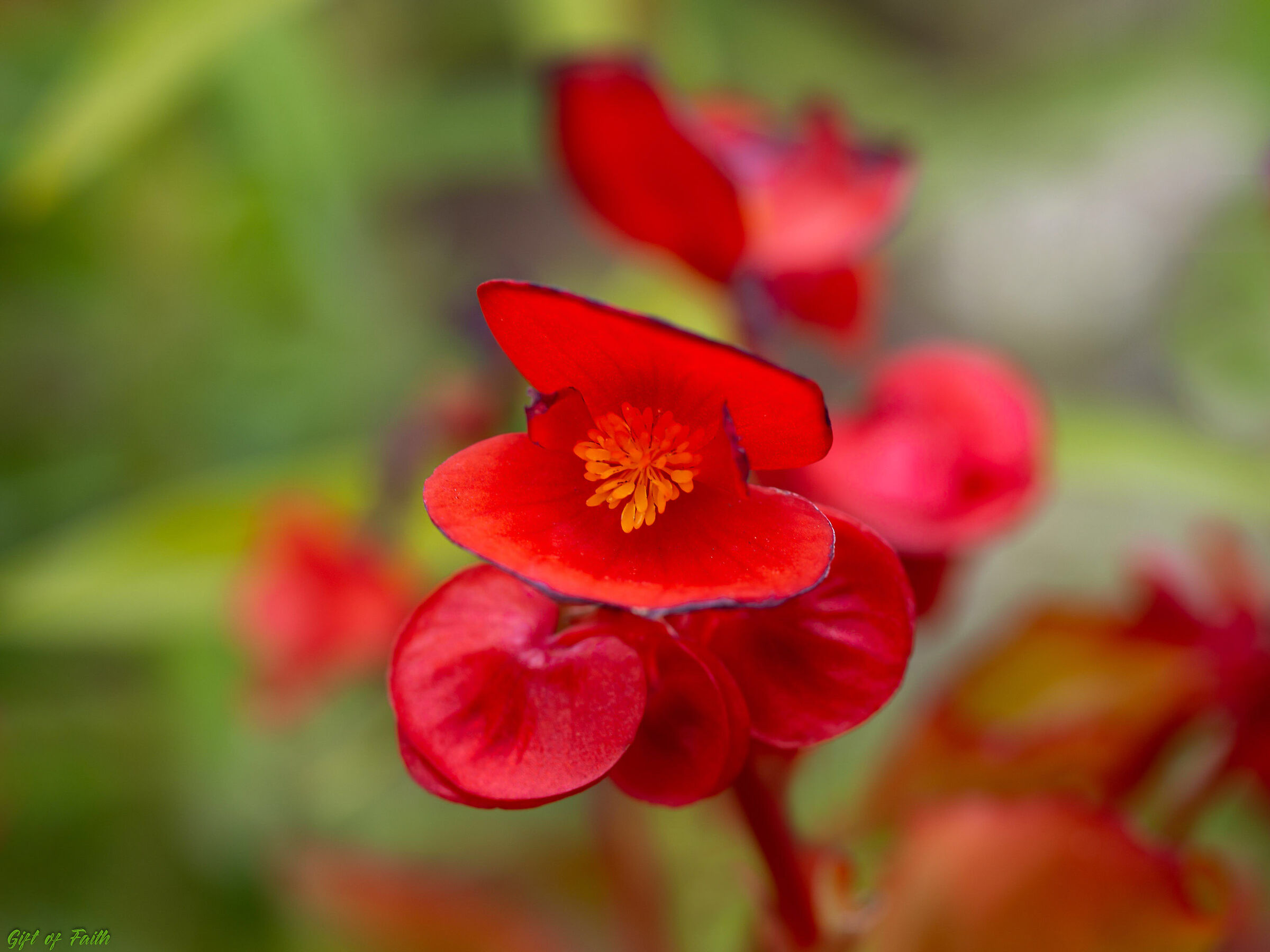 Red Little Flowers