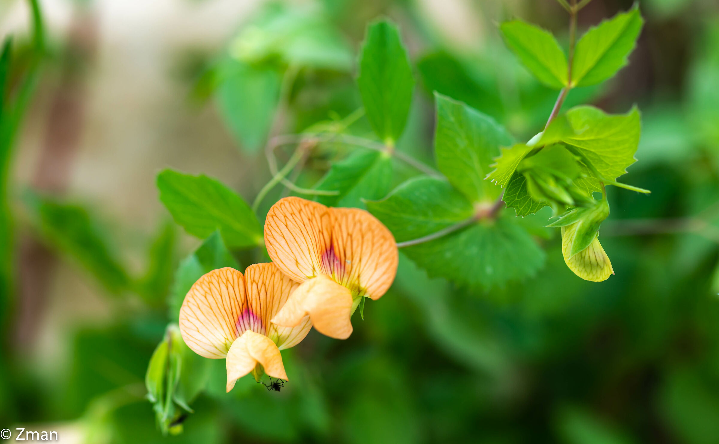 Fiori comuni del piede dell'uccello