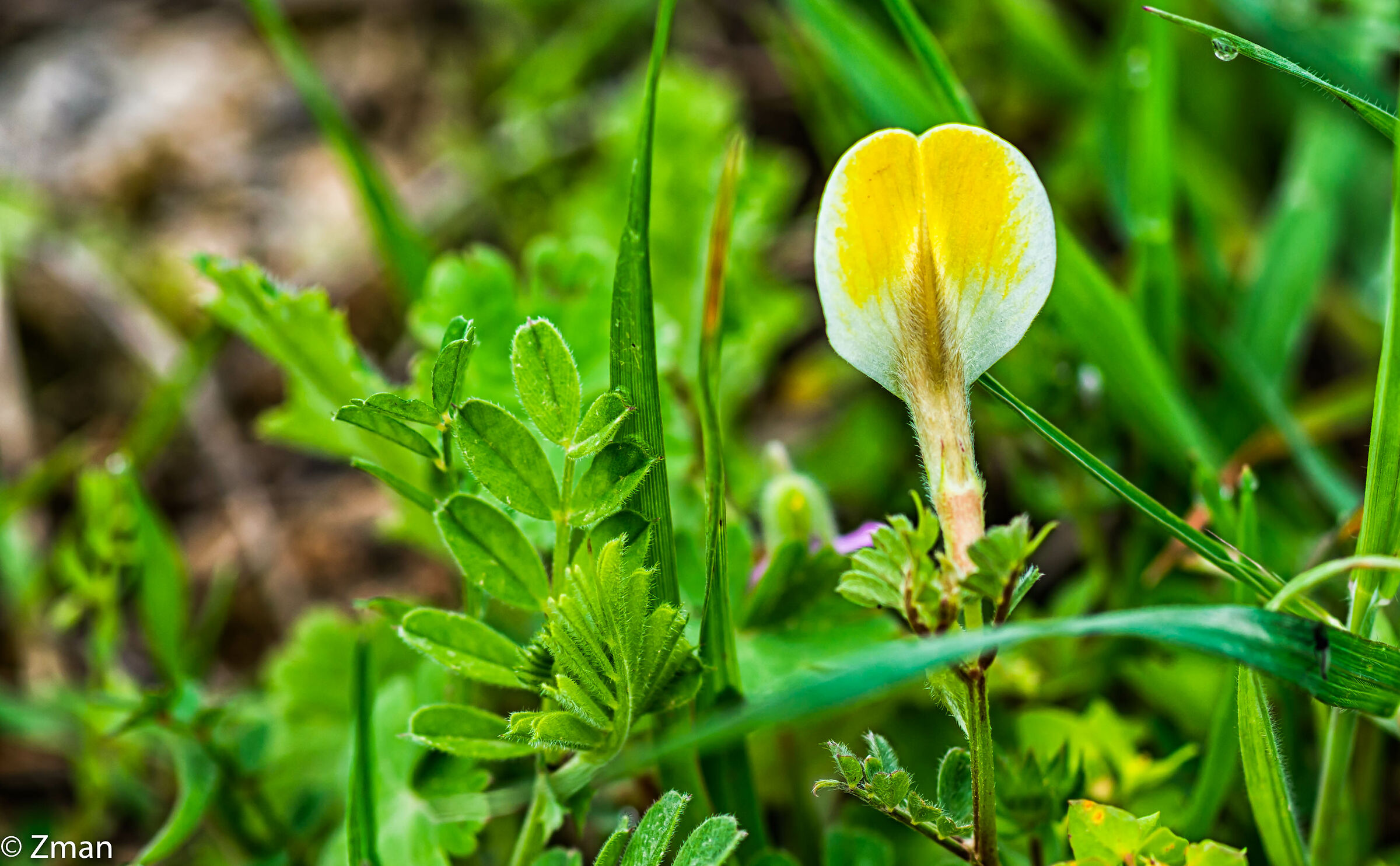 Vetch Giallo