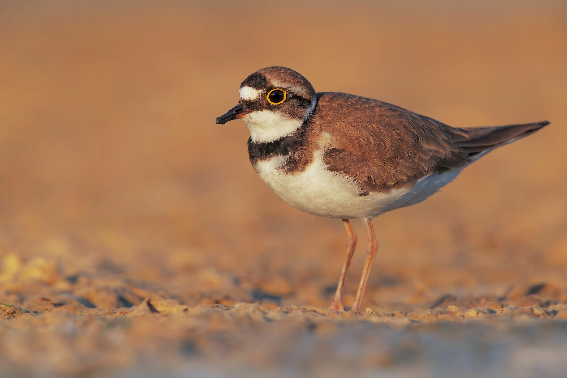 small courier, first ray of sunshine