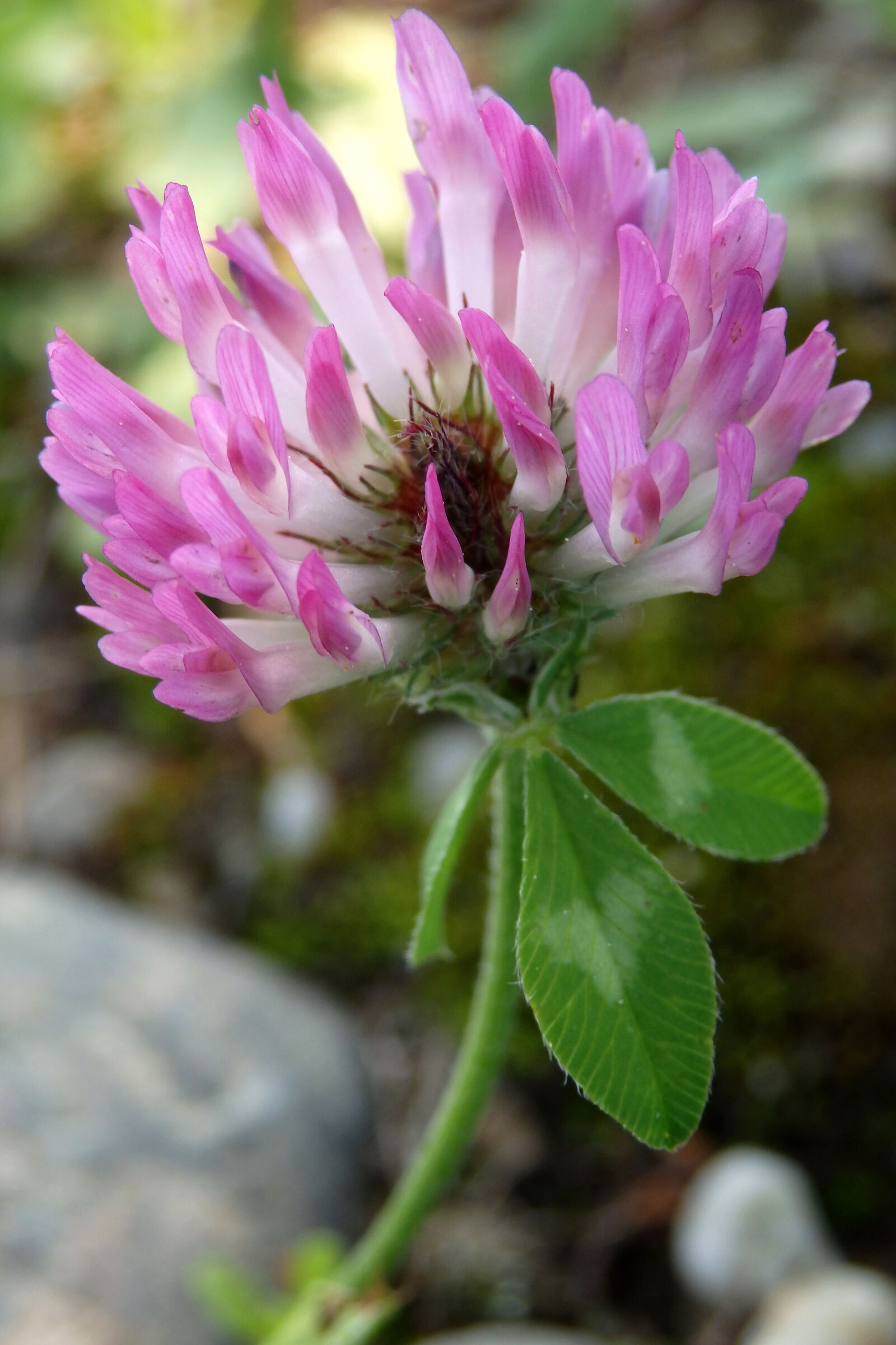 Clover Flower