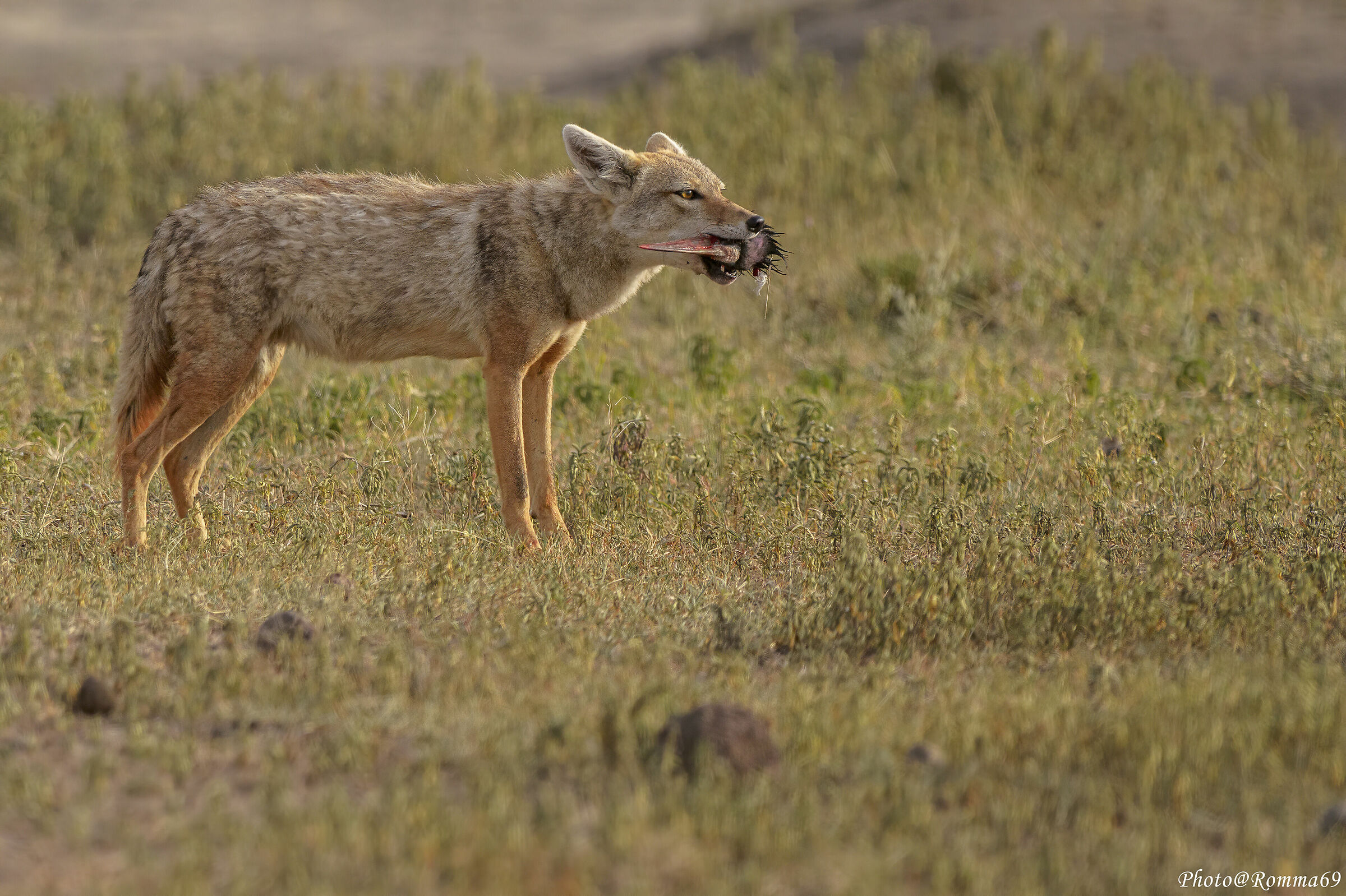 Golden Jackal, New1000