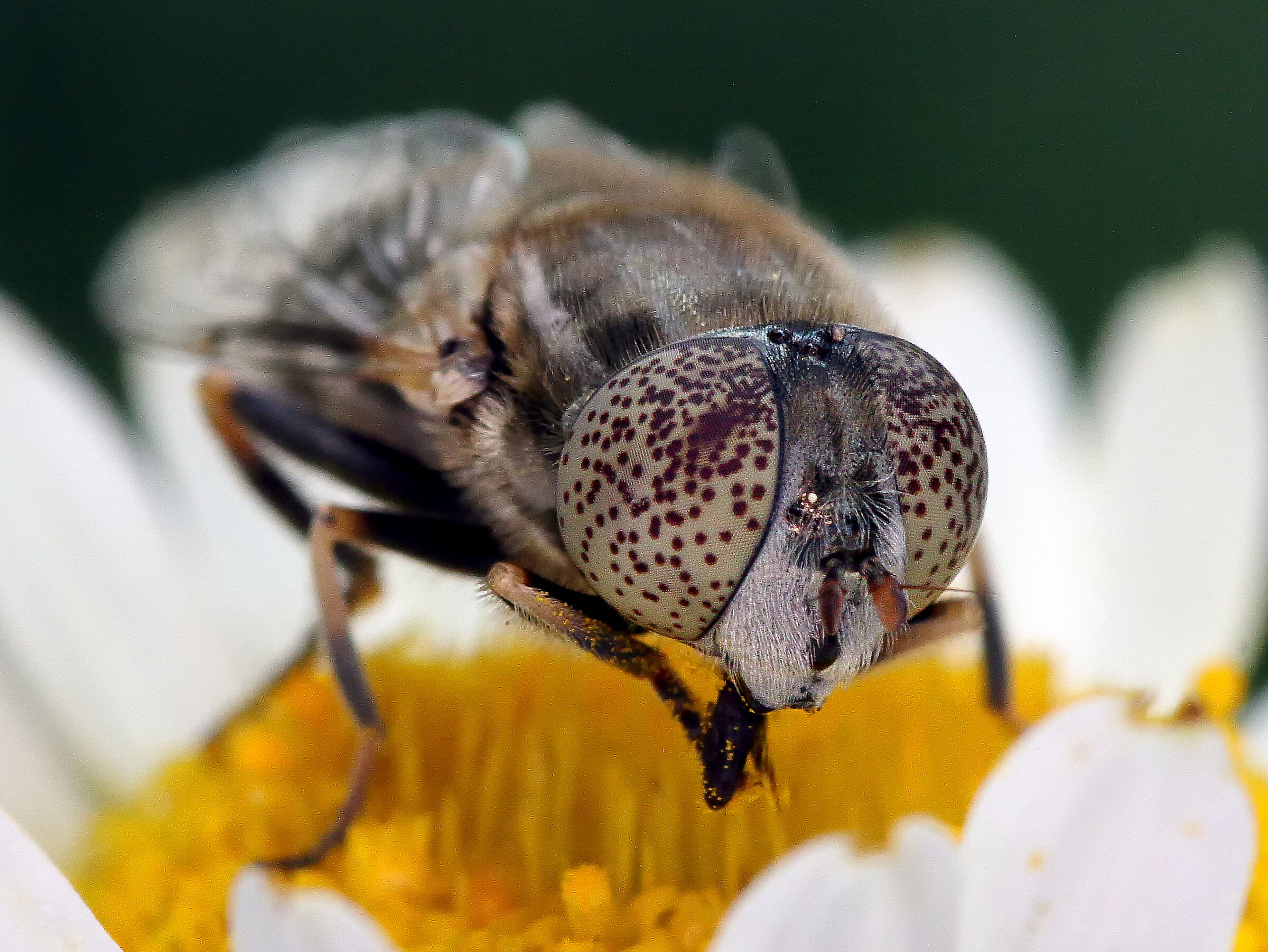 primi scatti - Eristalinus aeneus
