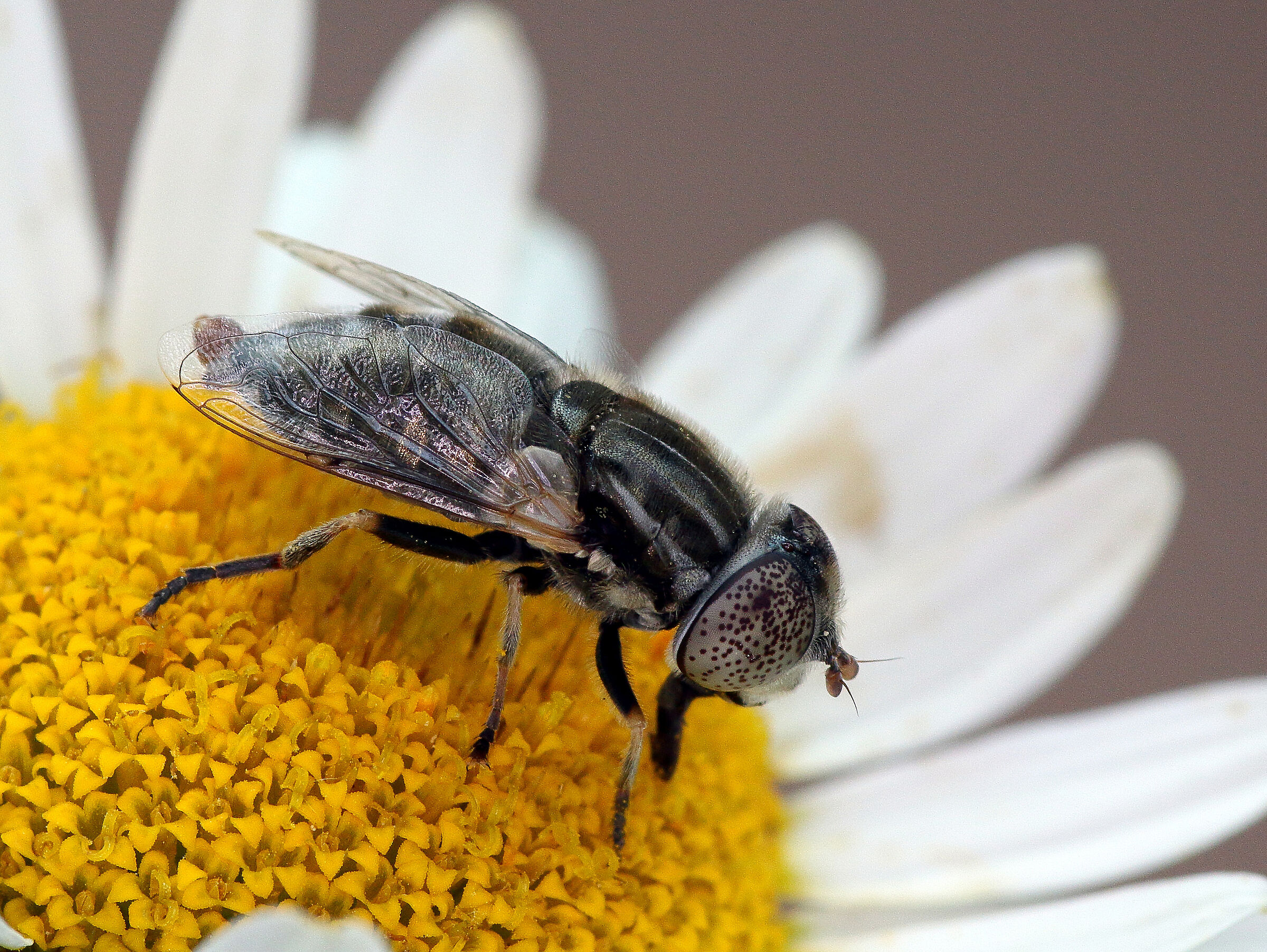 primi scatti - Eristalinus aeneus