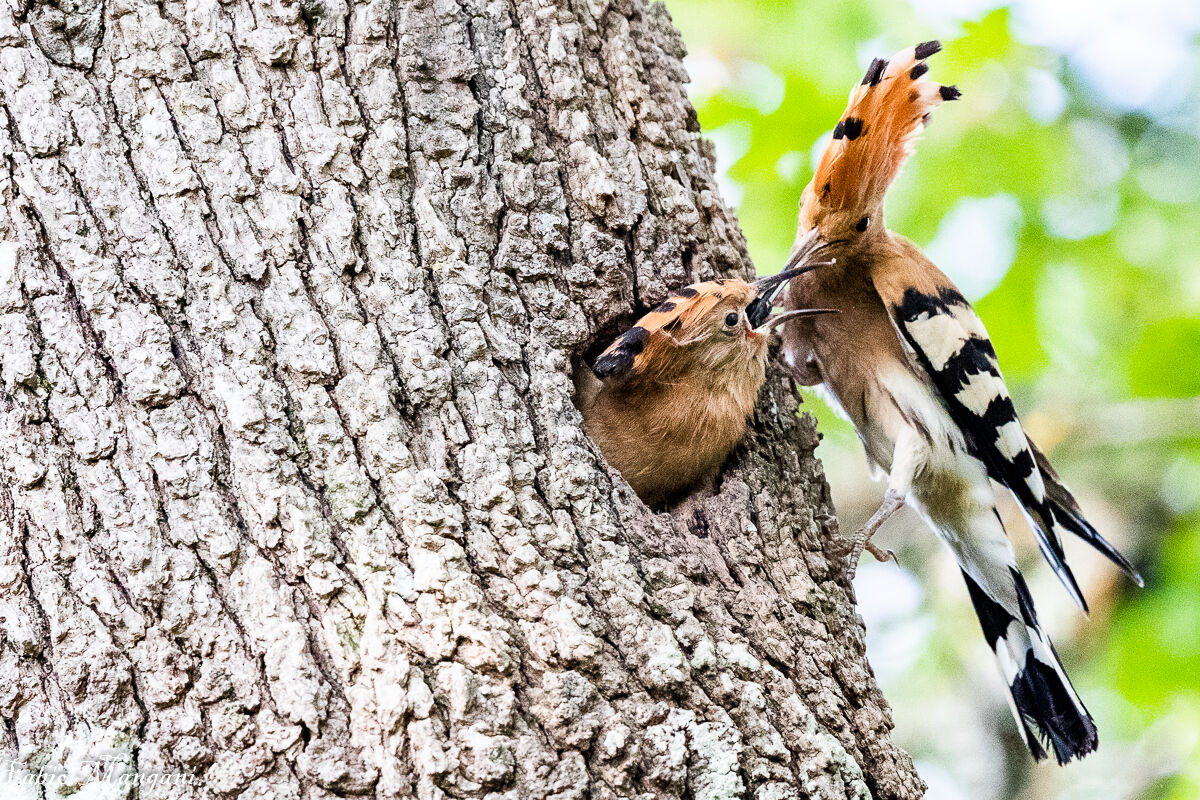 imbeccata dell'upupa