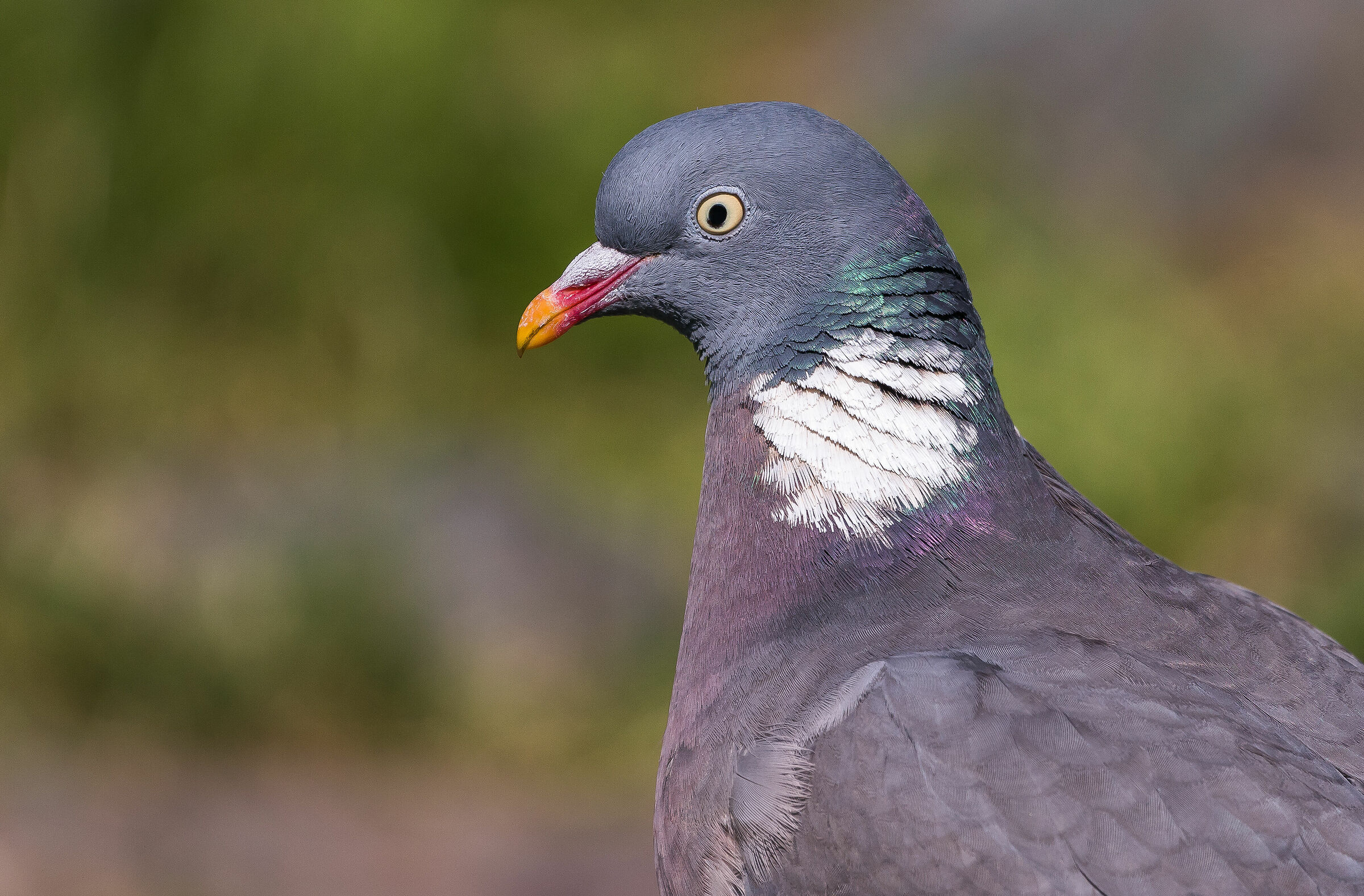 the color of the beak.....