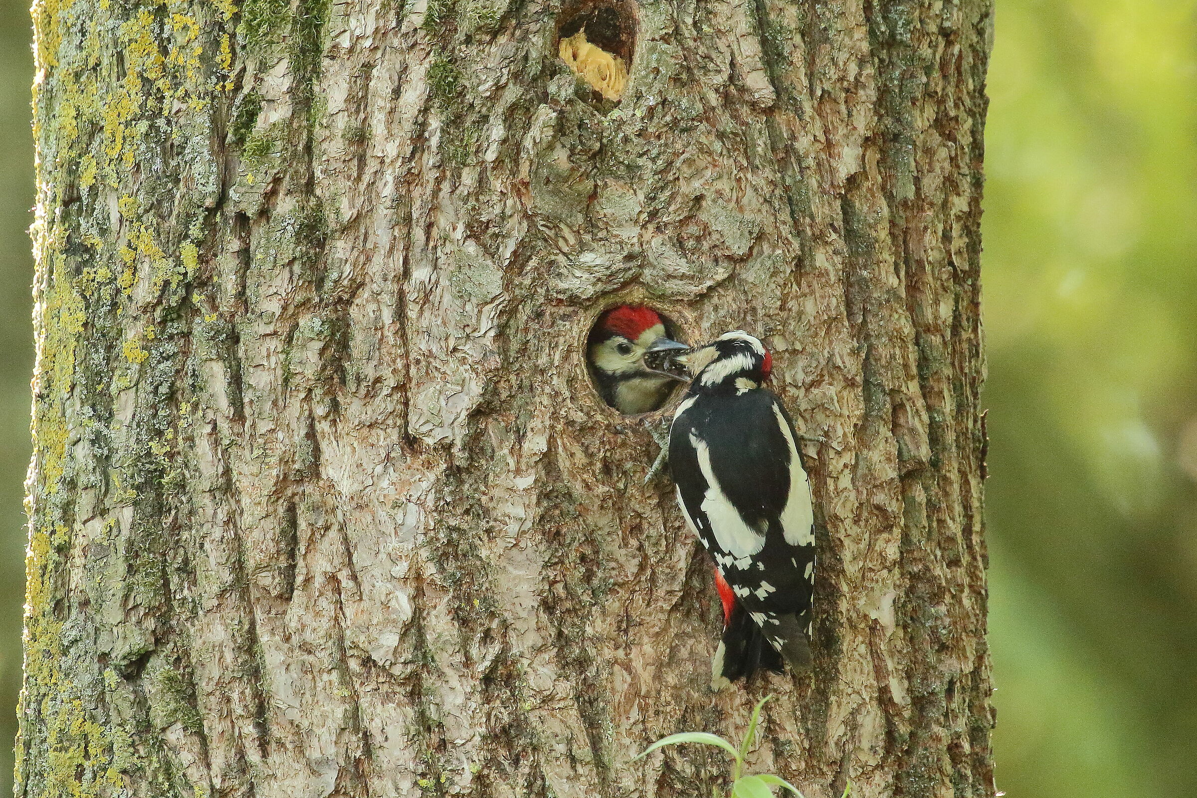 L'imbeccata del rosso