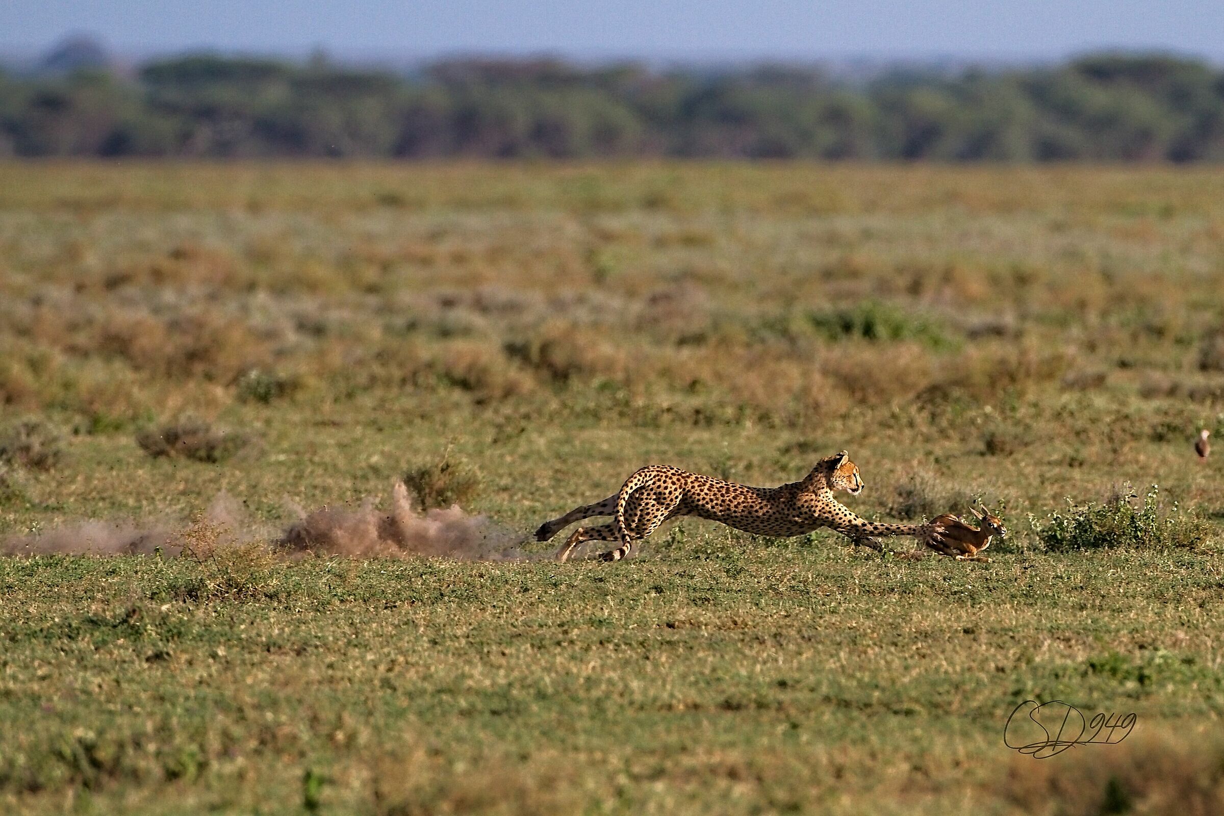 Tanzania - Ghepardo Super