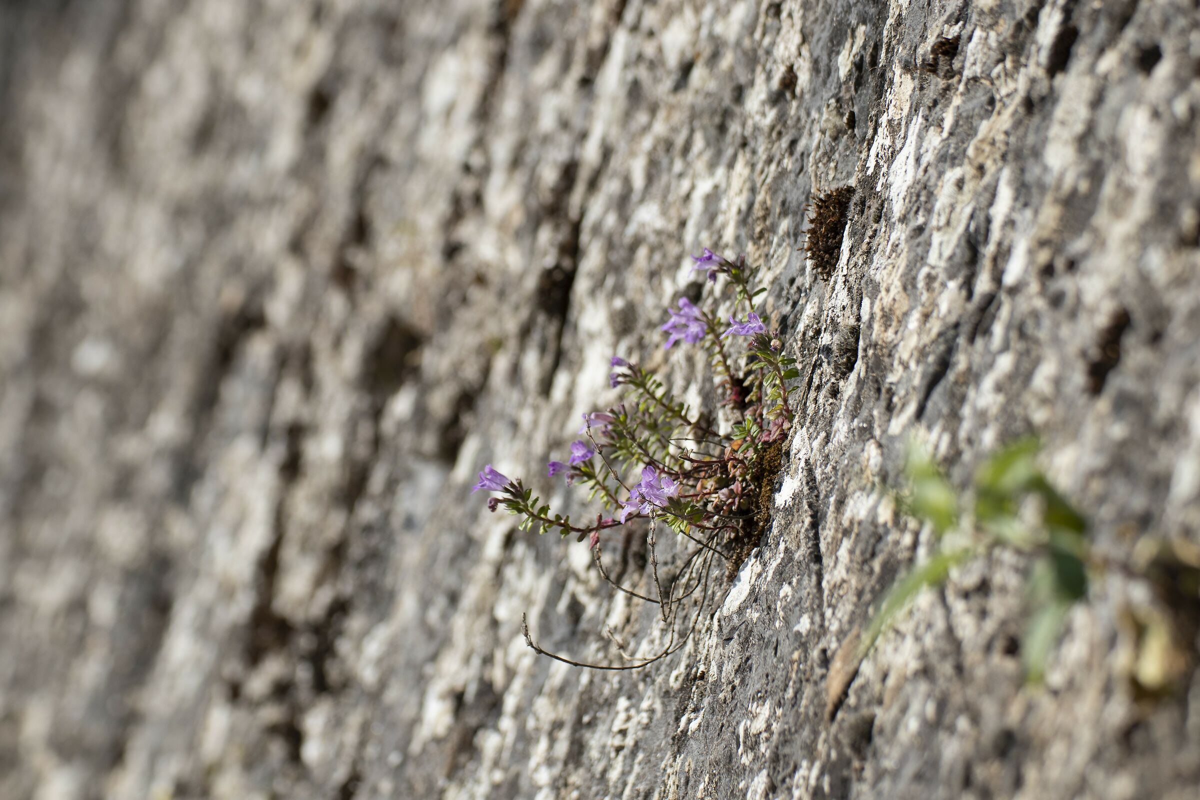 life on a stone wall