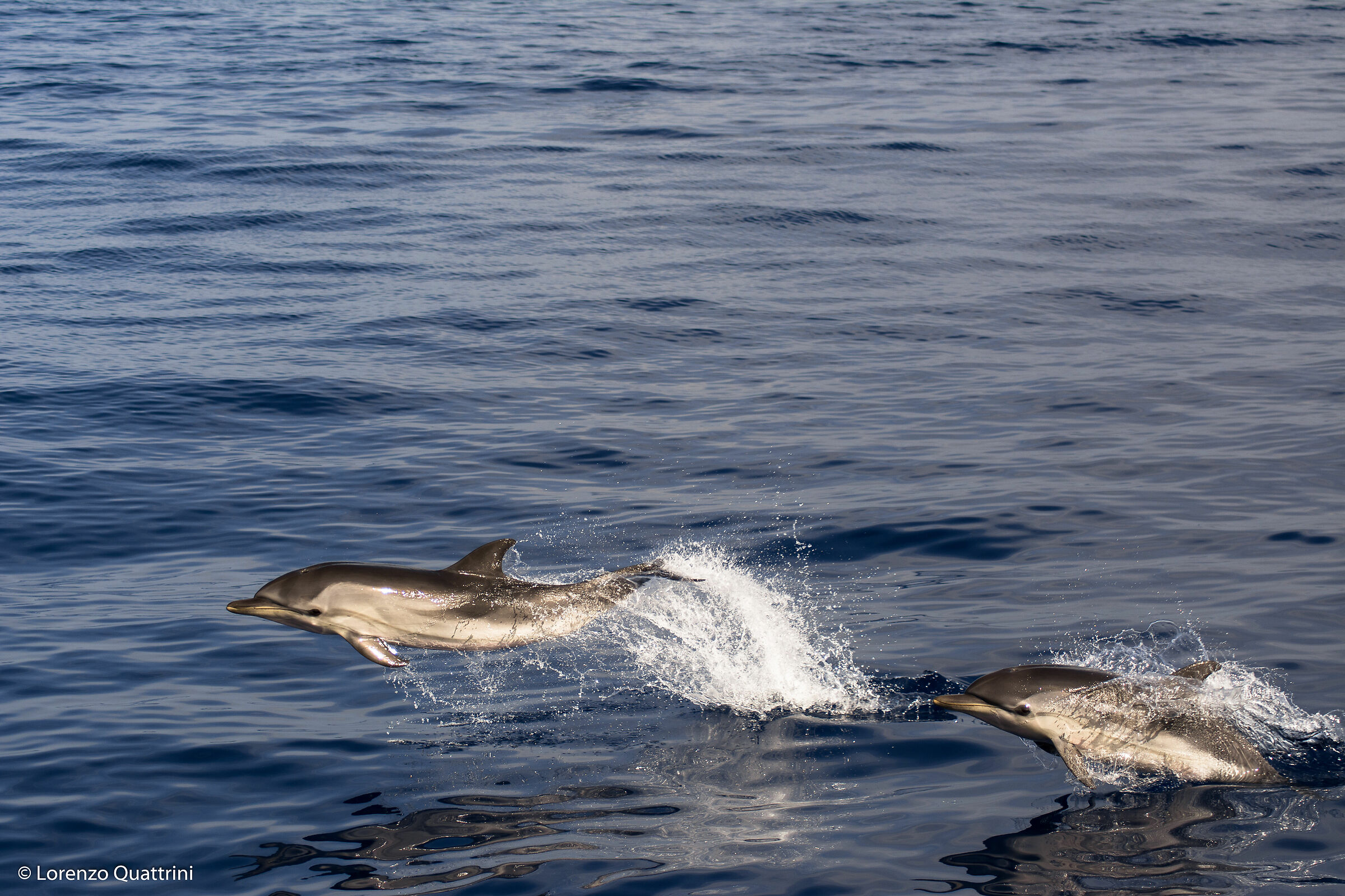 Stenella coeruleoalba