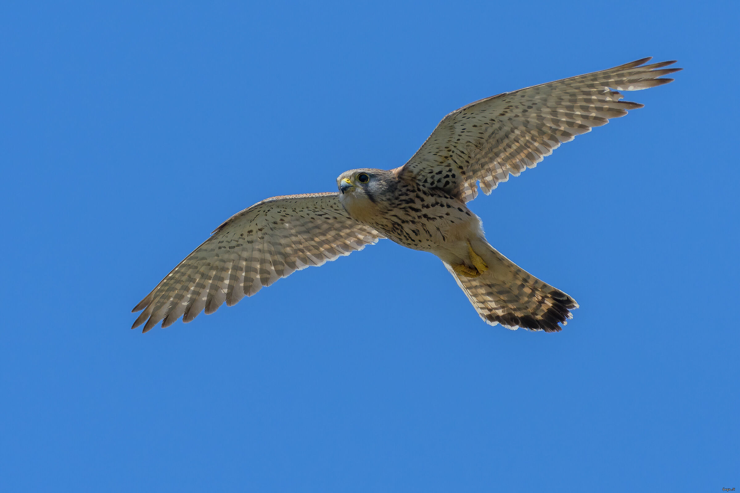 Kestrel
