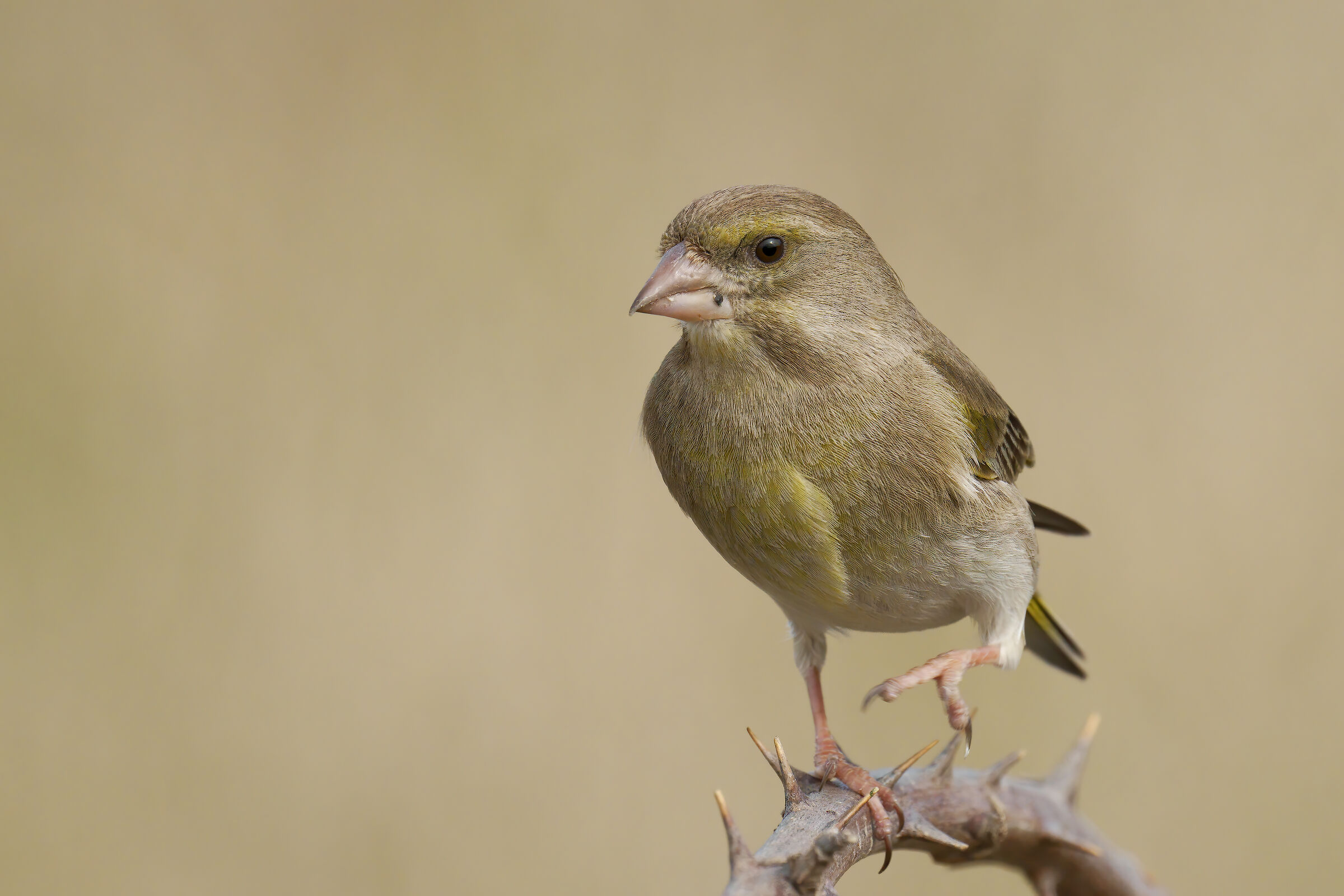 Verdone (Chloris chloris)