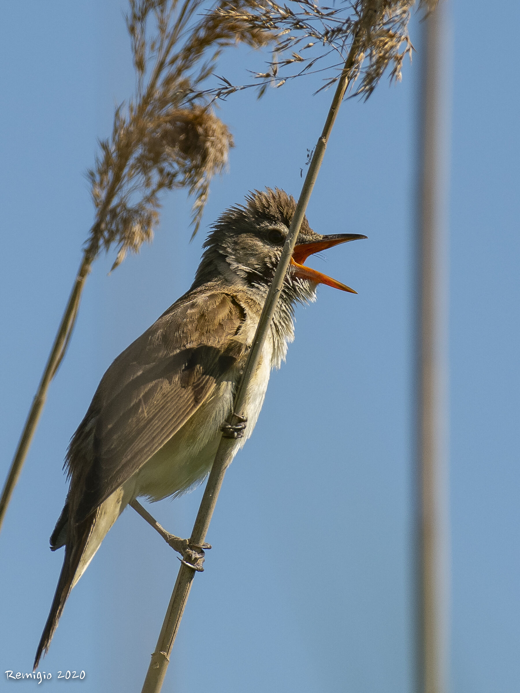 Cannareccione