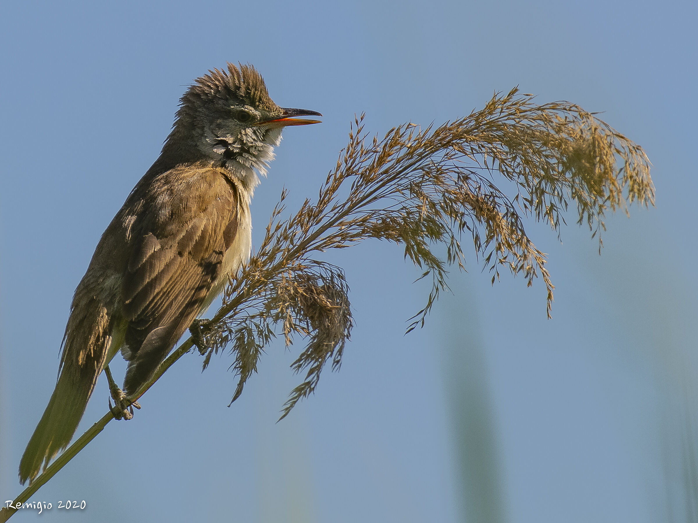 Cannareccione