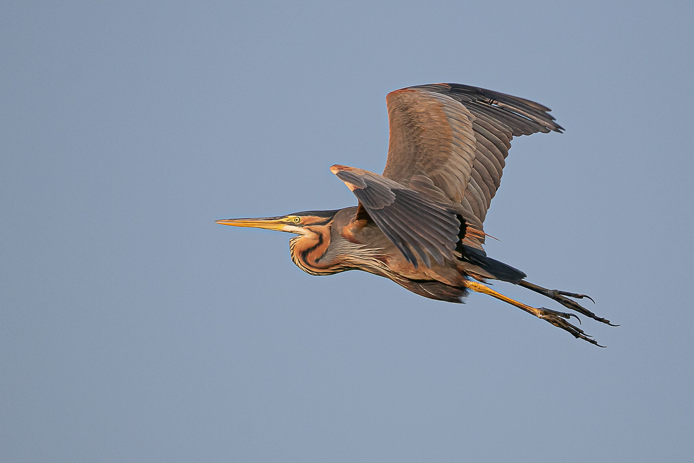 Red Heron
