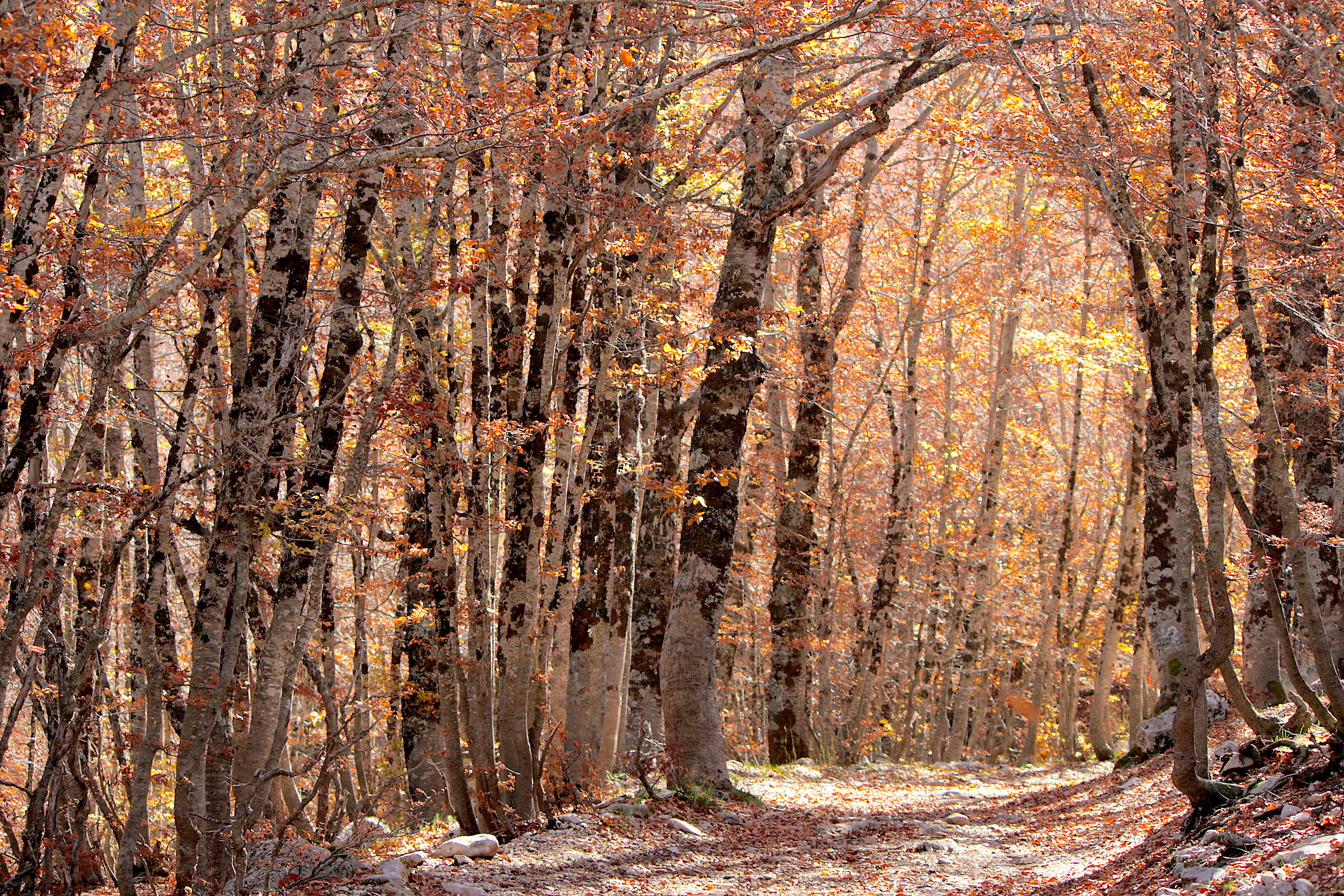 Woods