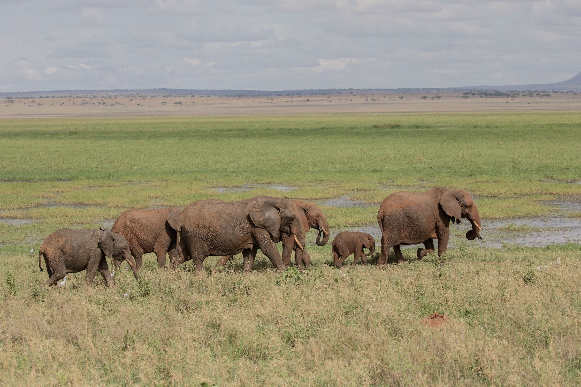 Elephantland, NewLand