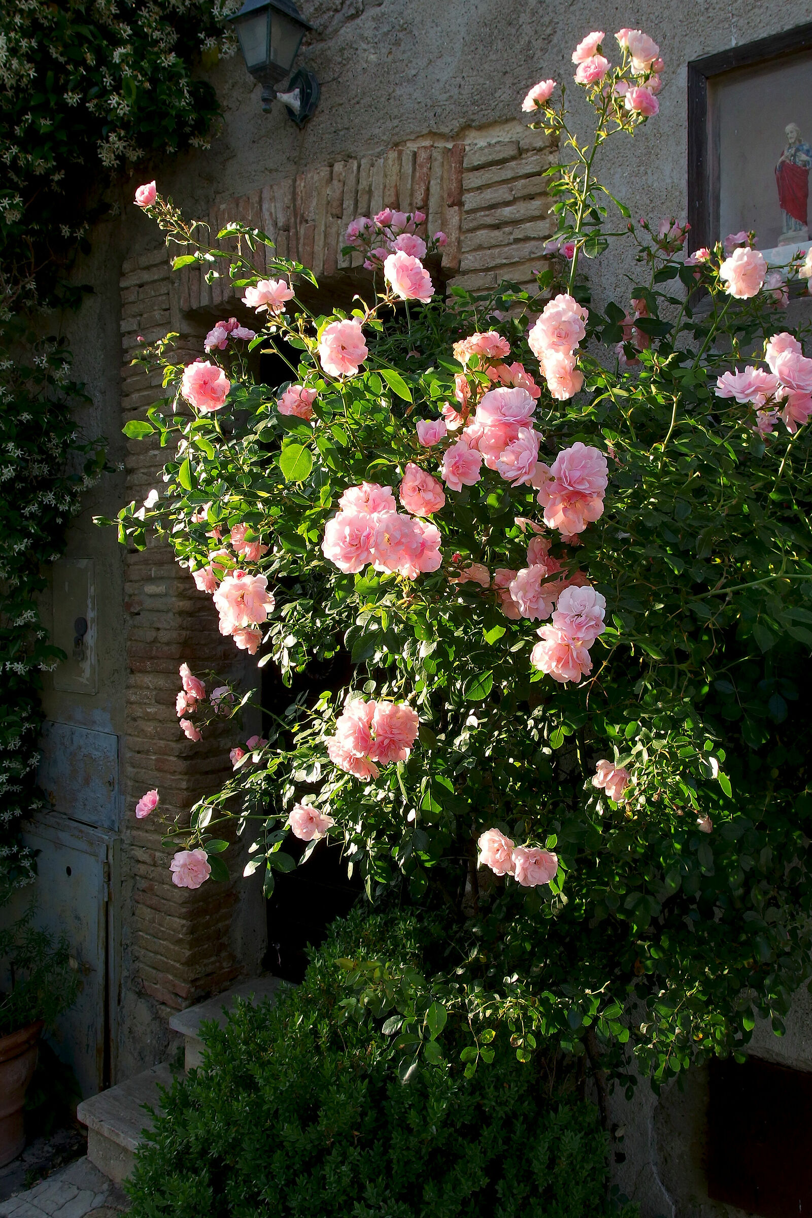 Roselline