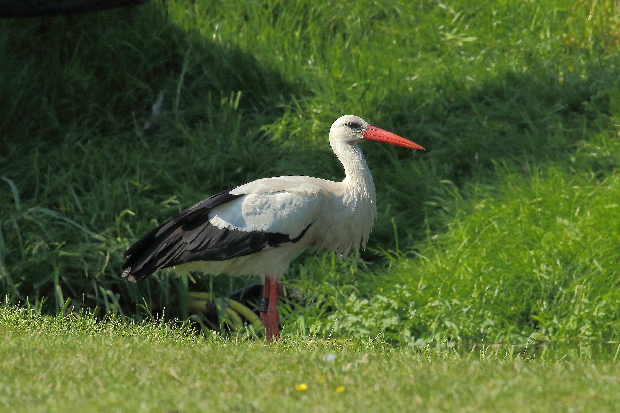 White stork
