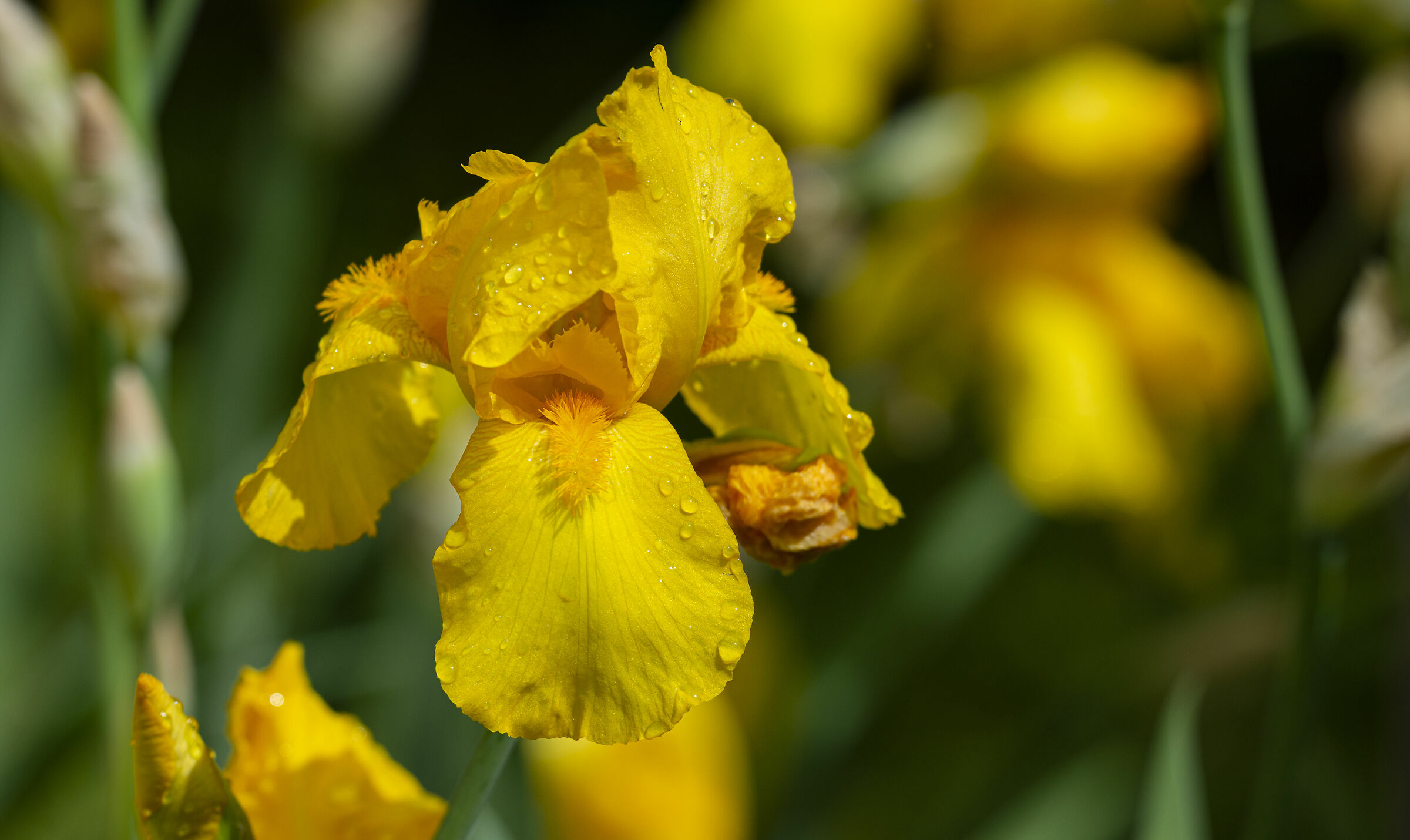Iris giallo dopo la pioggia