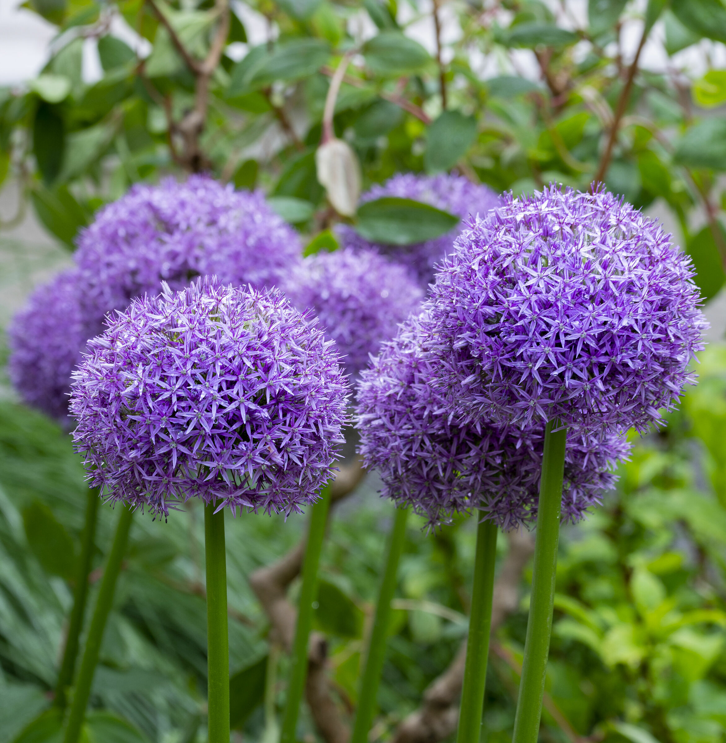 allium giganteum...