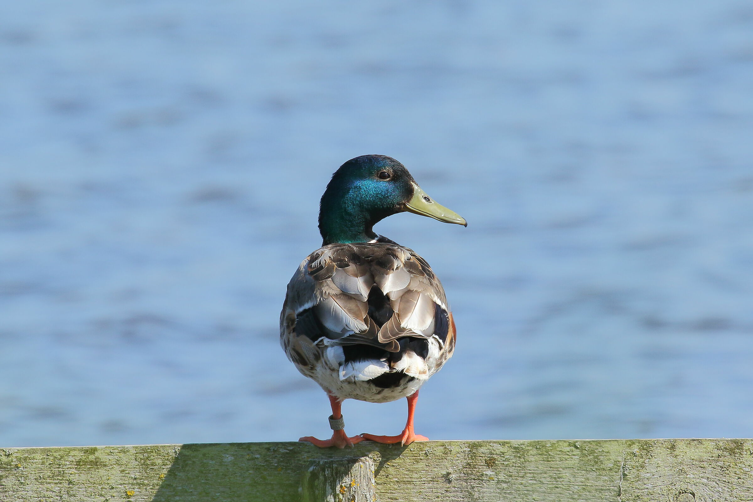 Mallard