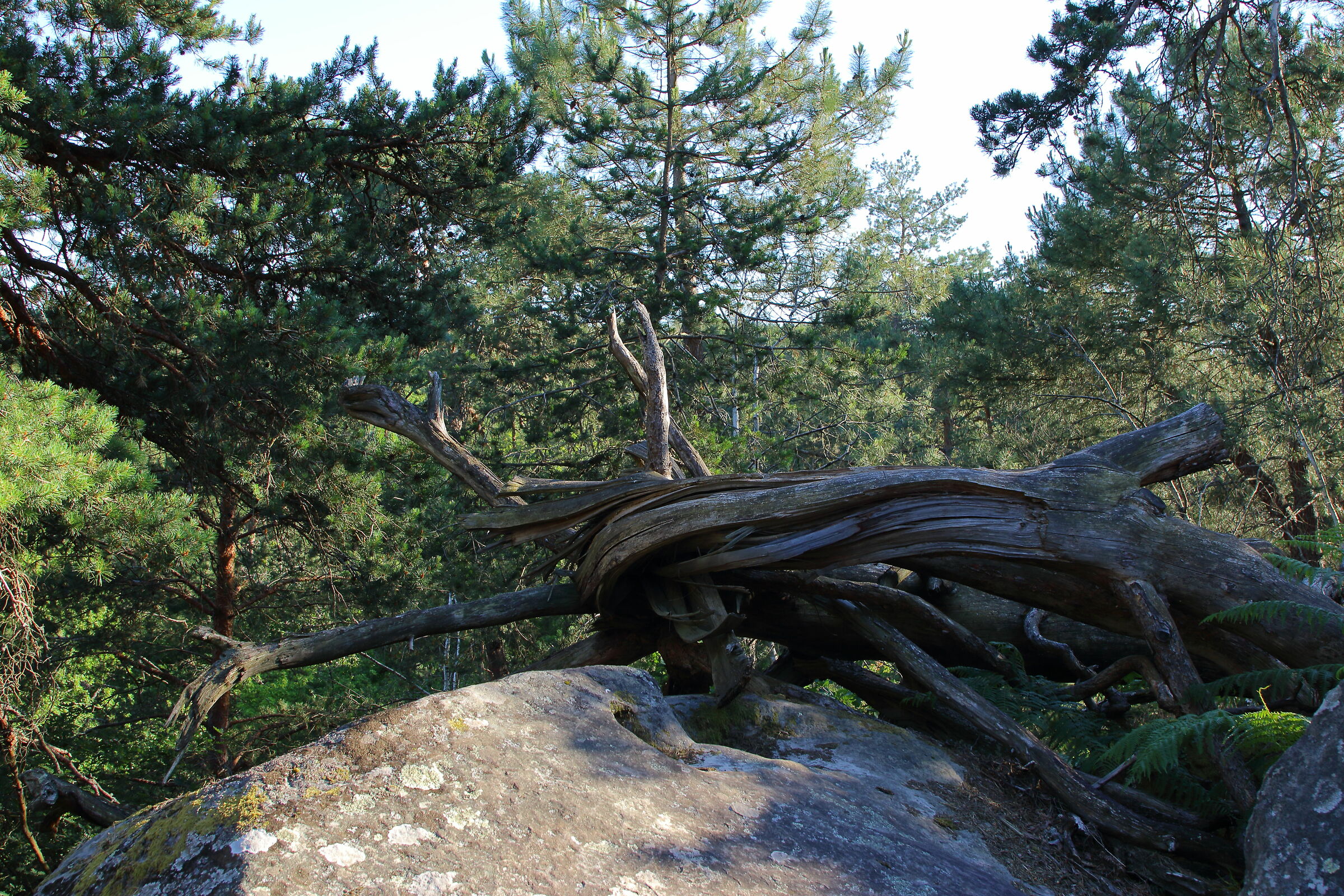 Woody lines