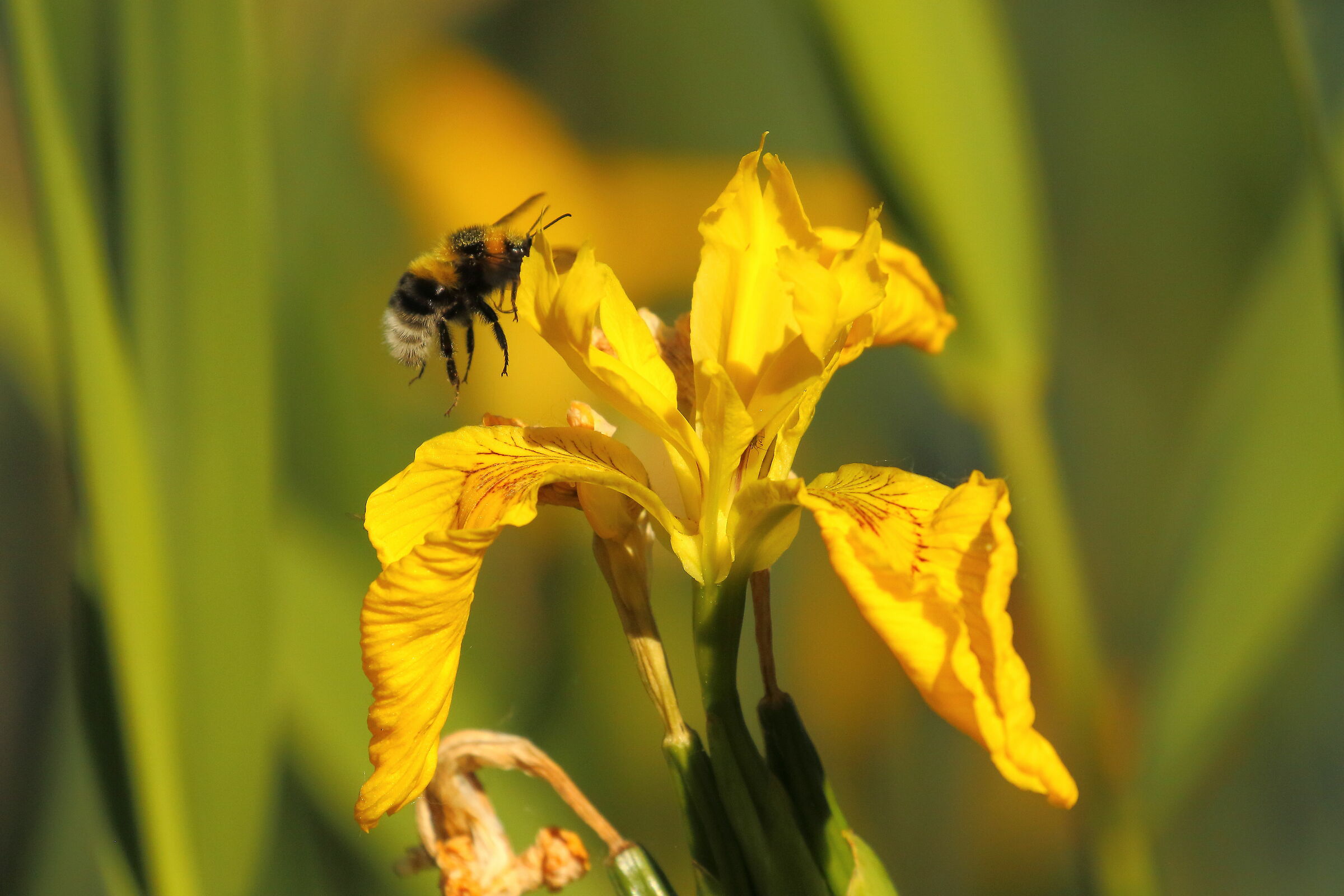 Yellow lily with hornet