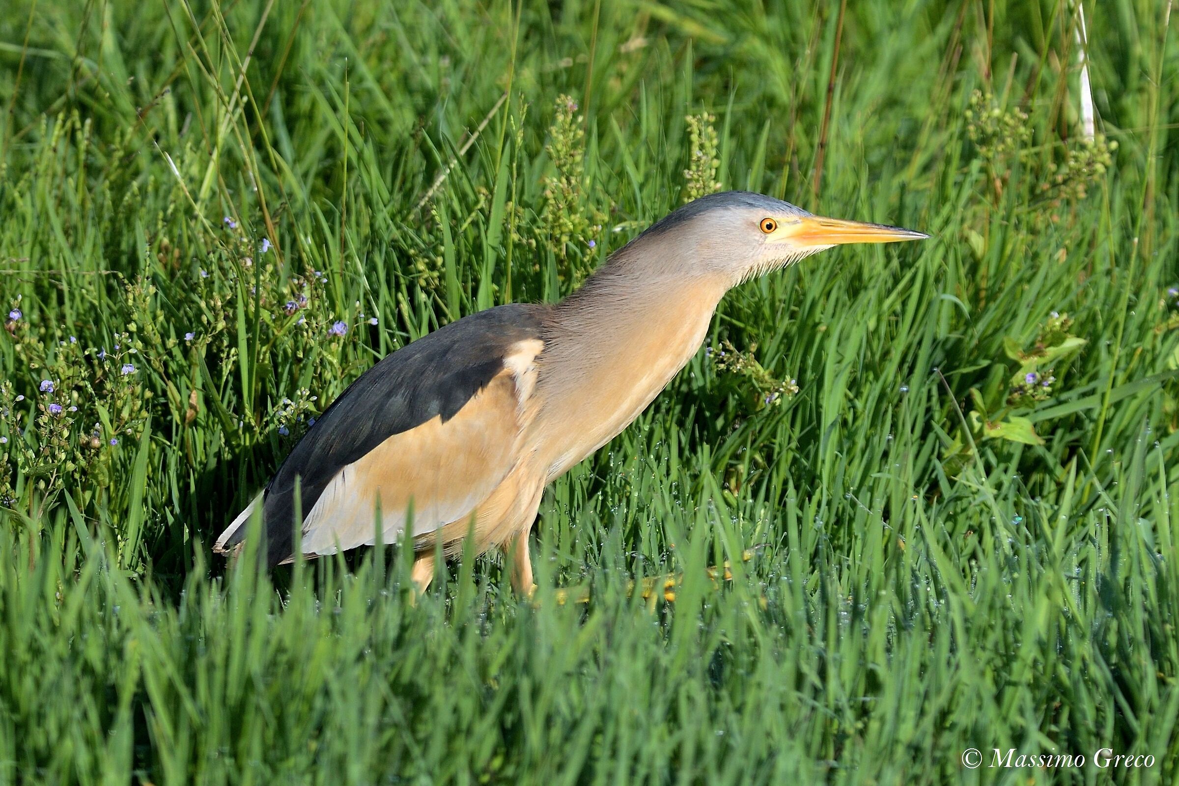 Tarabusino (Ixobrychus minutus)