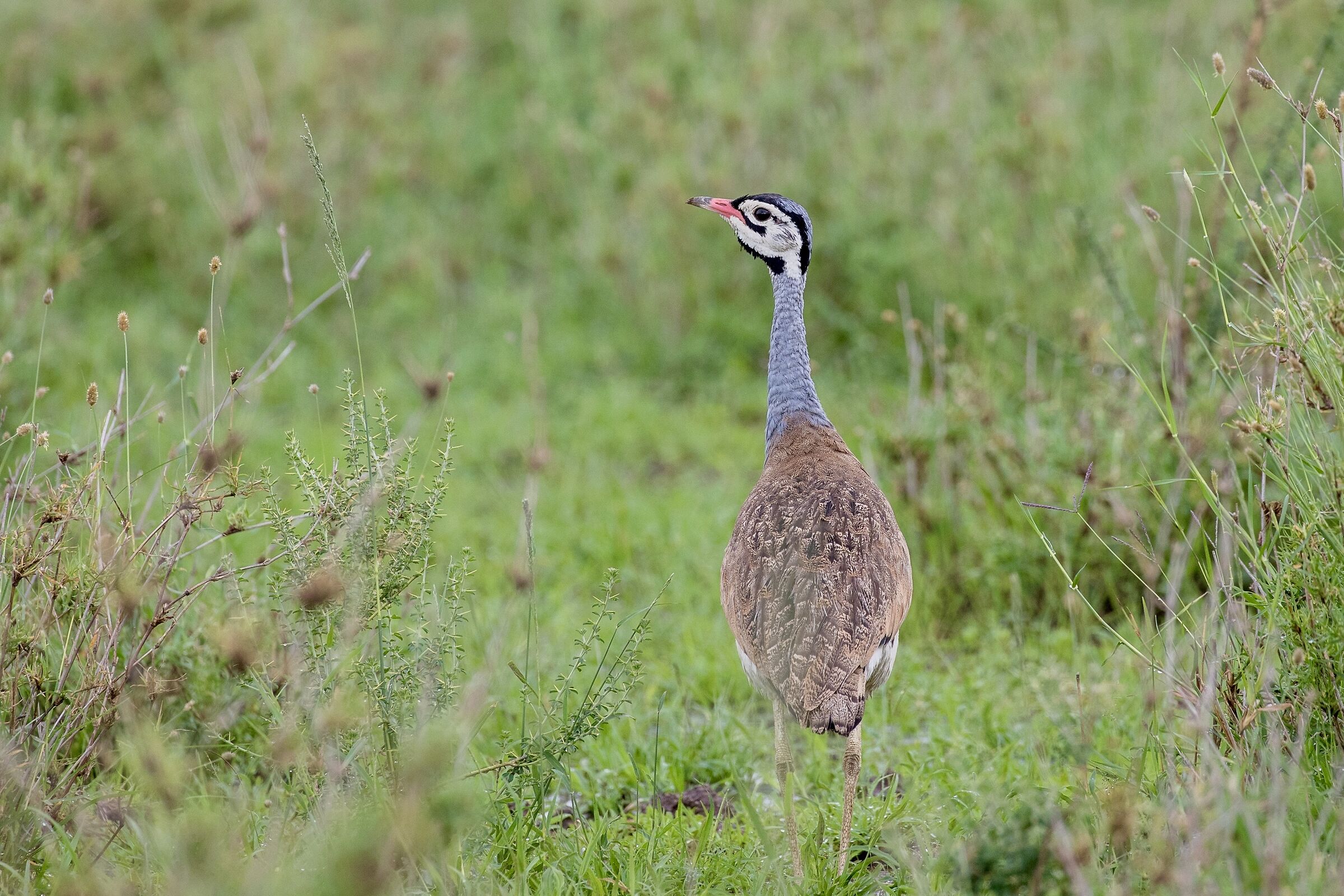 Blue Korhaan- Otarda blu