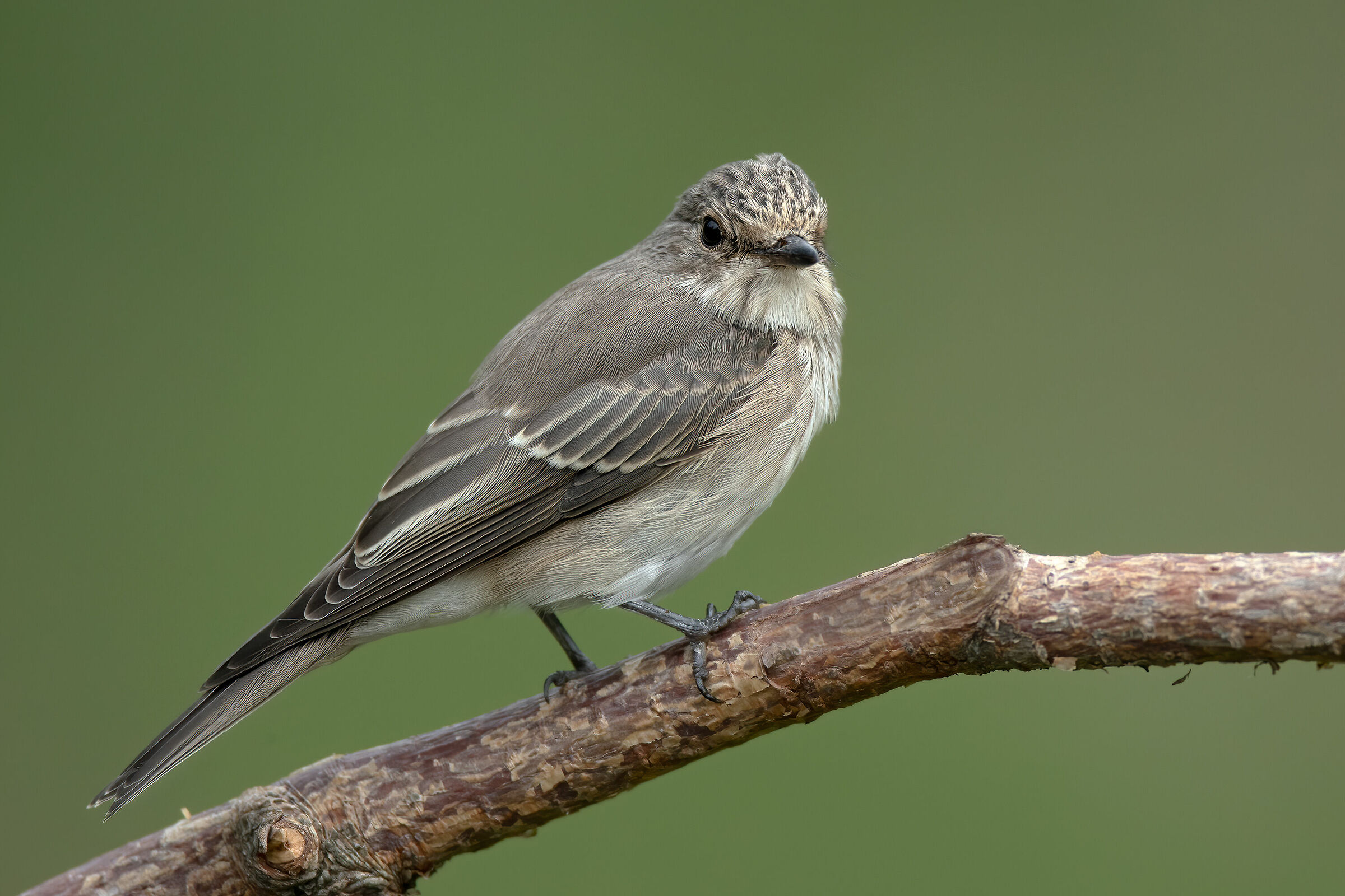 Pigliamosche - Fine estate 2019