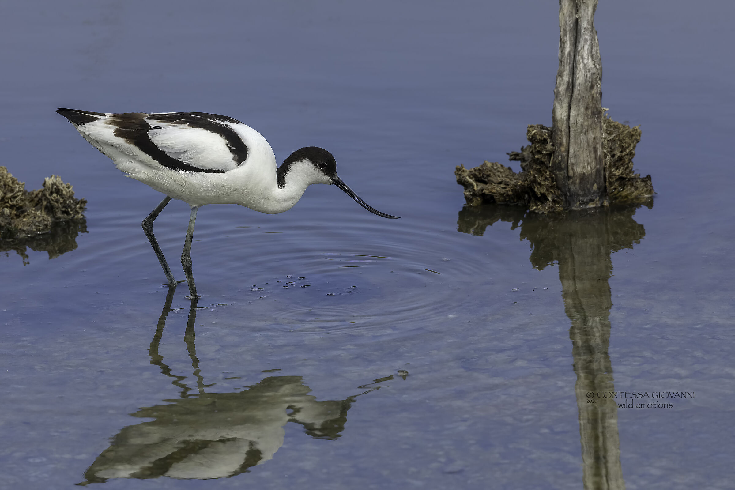 avocetta