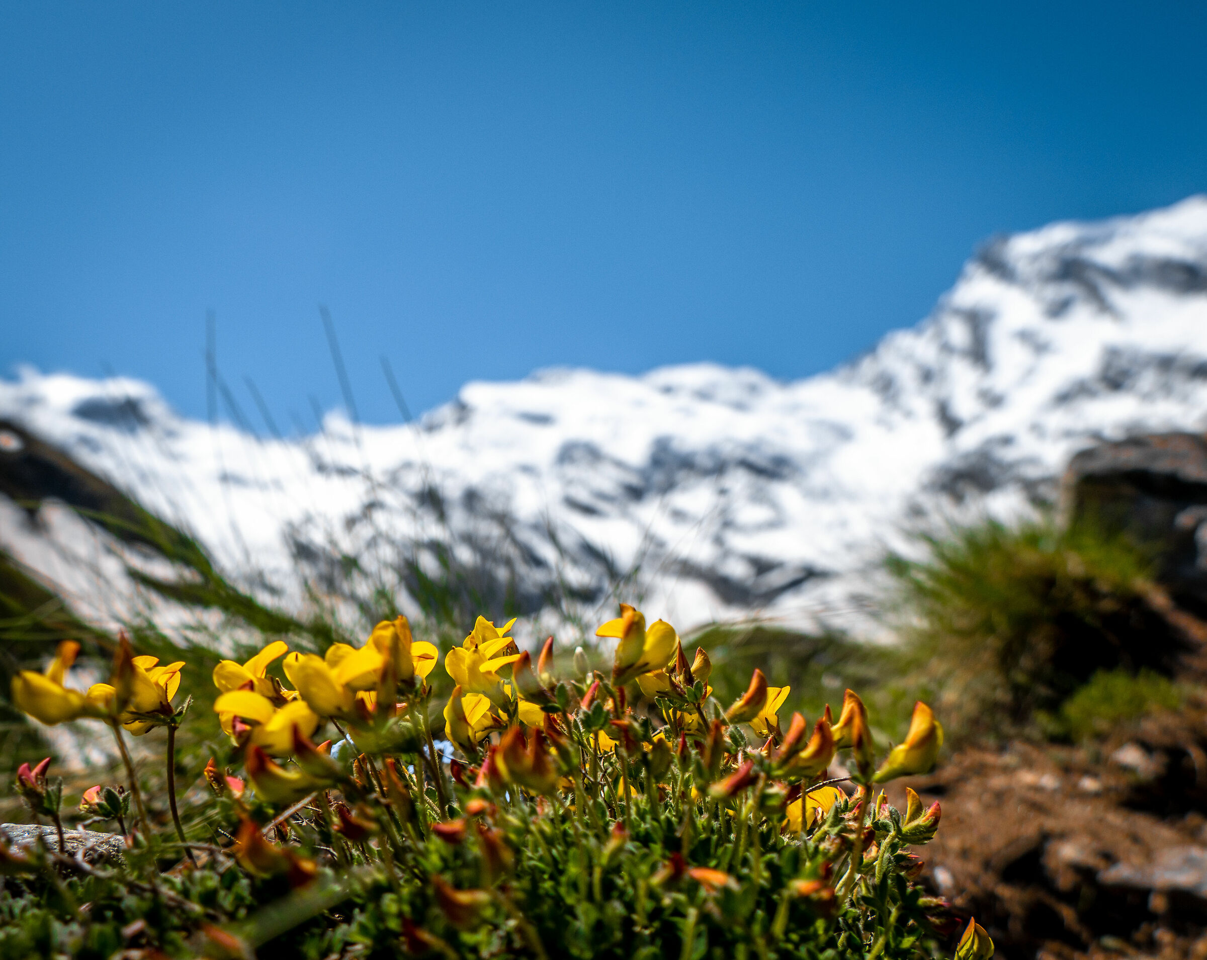 Primavera a quota 2000
