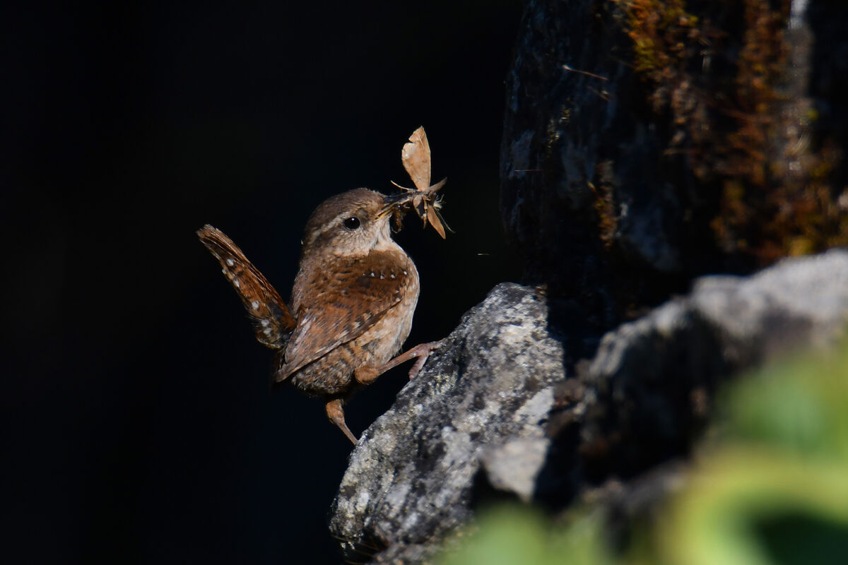 Scricciolo Troglodytes troglodytes