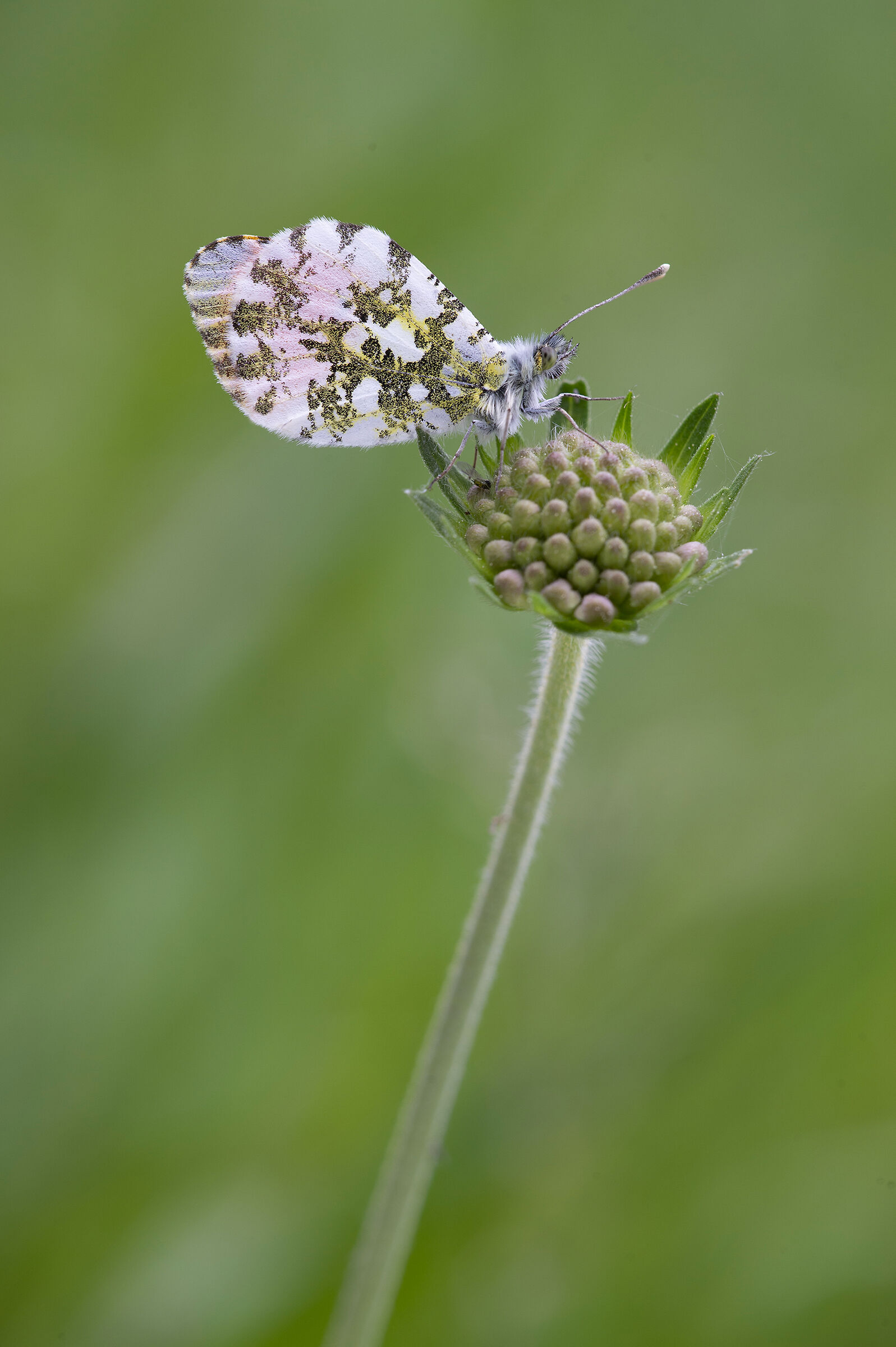 Anthocharis cardamines