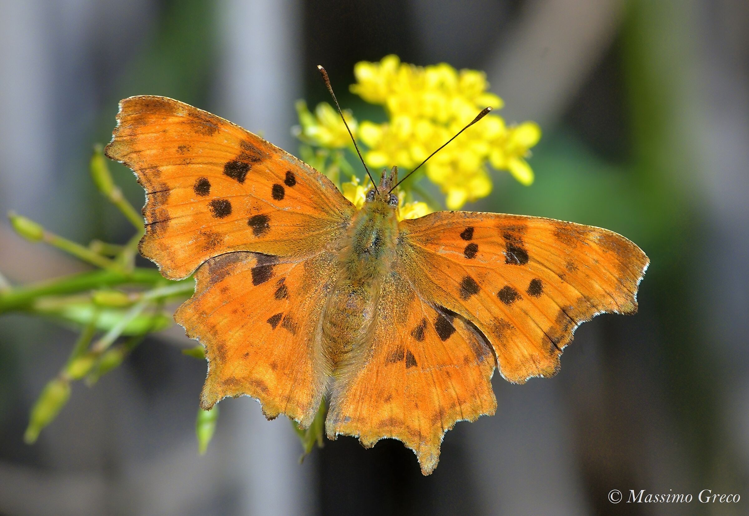 Polygonia egea